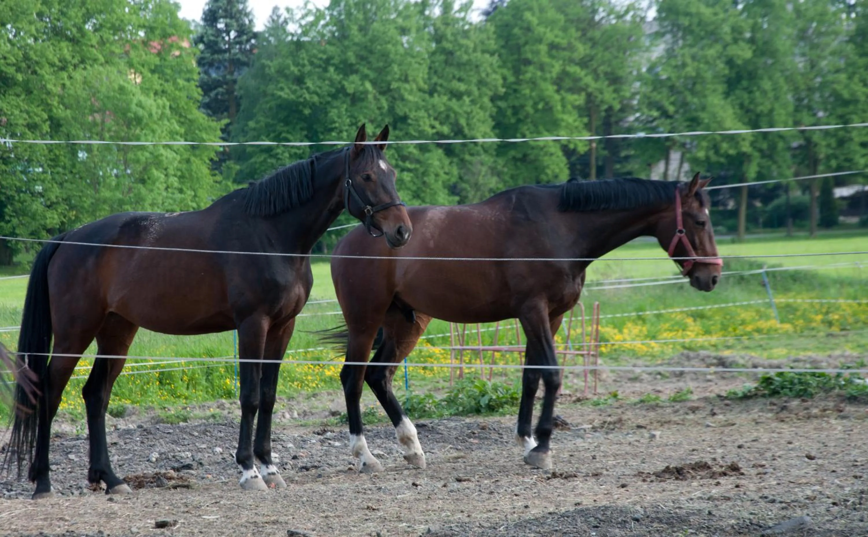 Horse-riding in Zámek Jeseník Nad Odrou