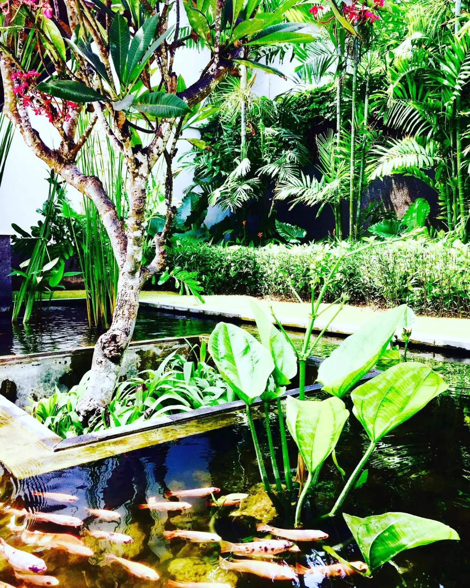 Garden in Anapuri Villas