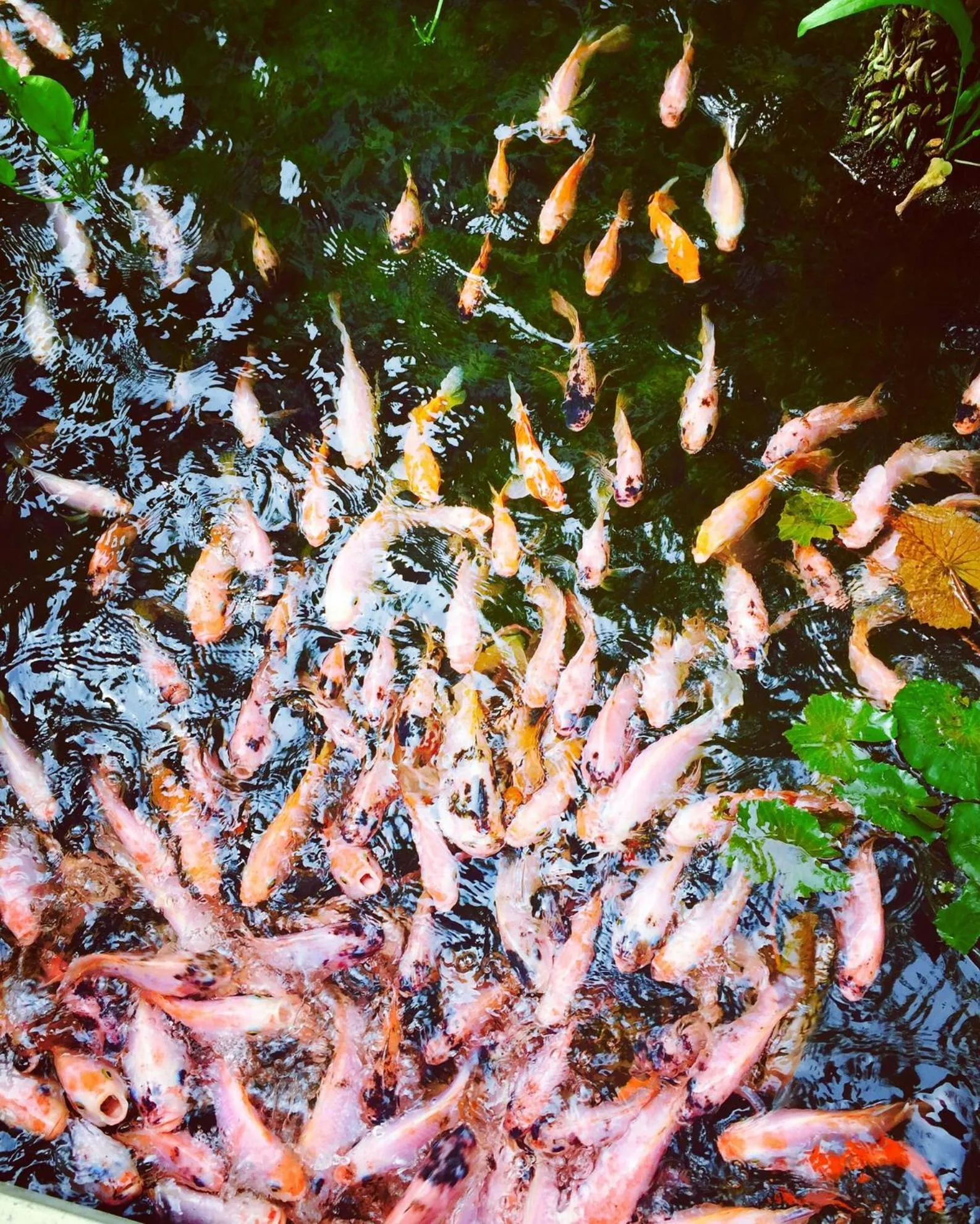 Day in Anapuri Villas