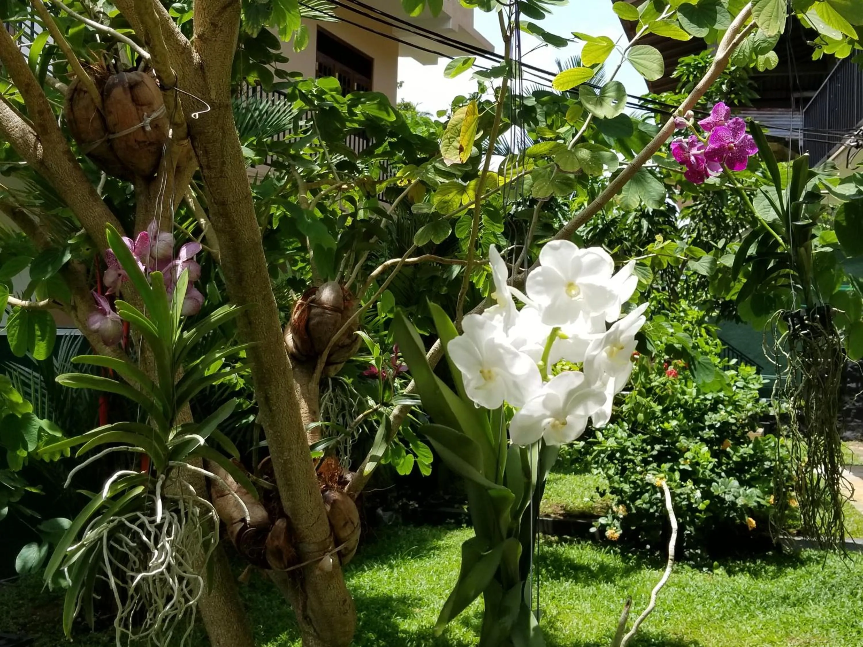 Garden in Coral Palm Villa and Apartment