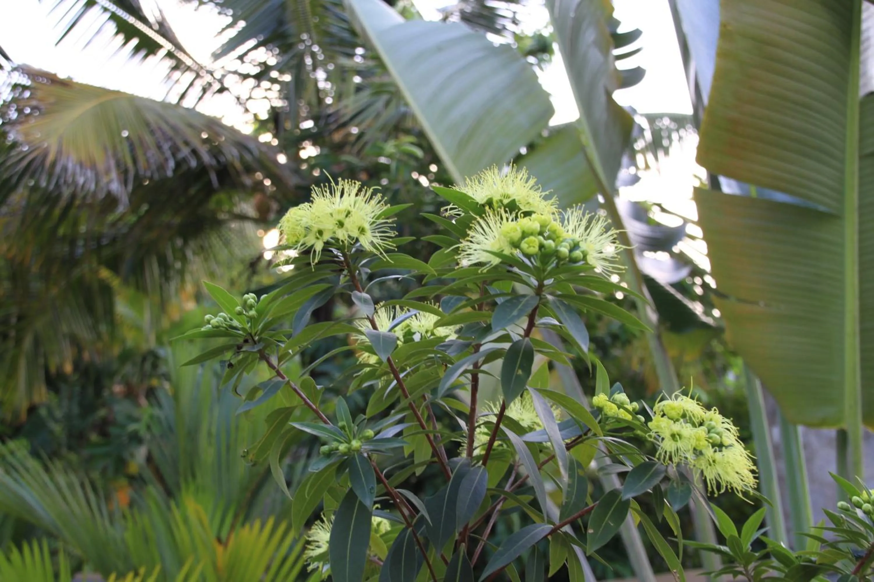 Garden in Coral Palm Villa and Apartment