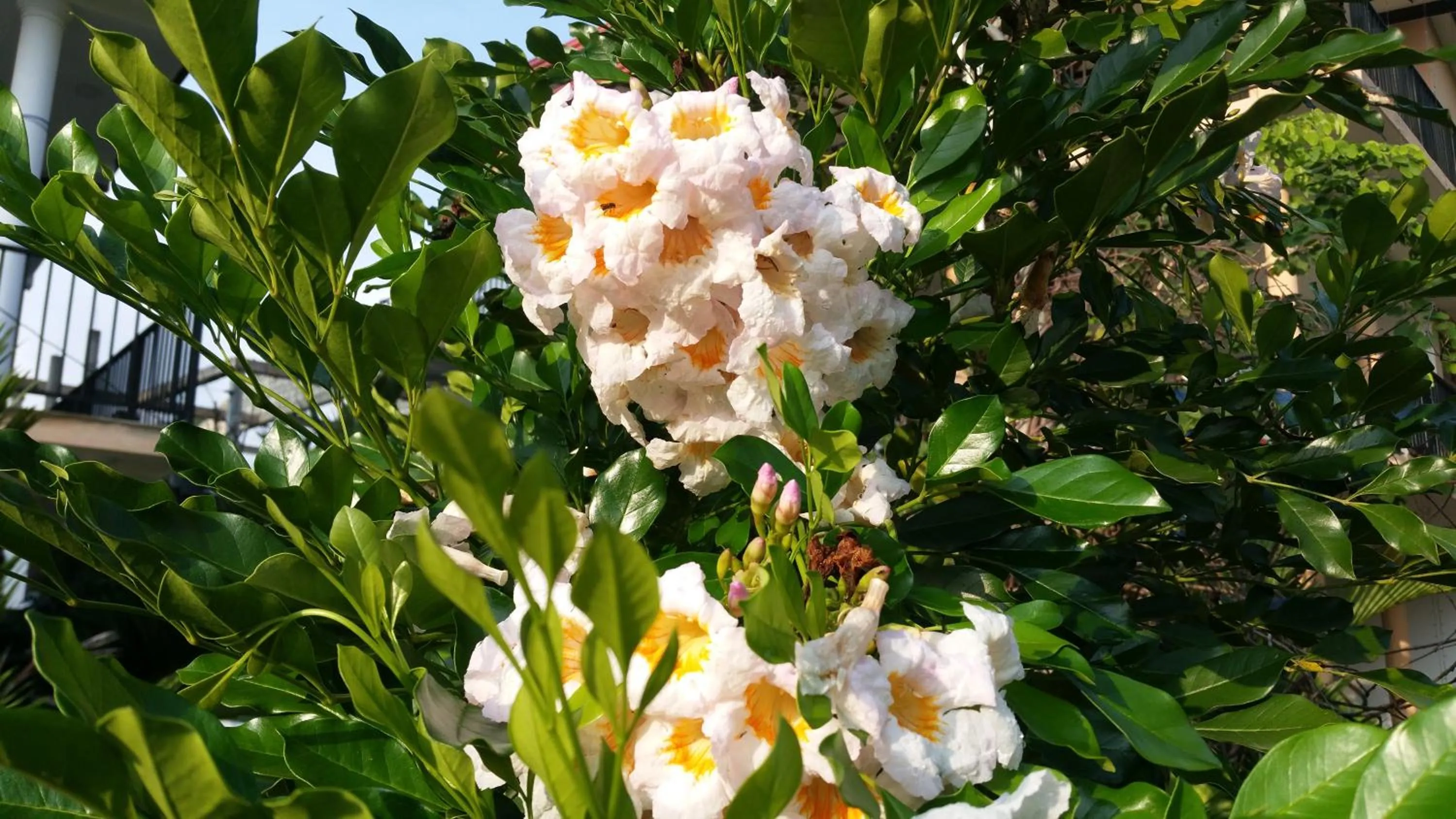 Garden in Coral Palm Villa and Apartment