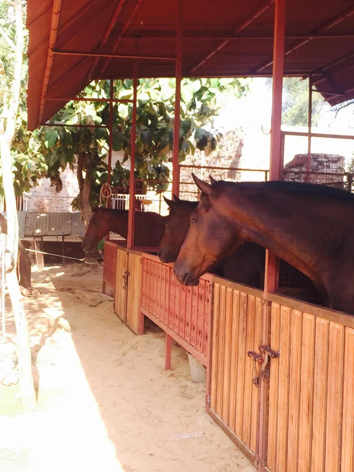 Horse-riding in Castle Kanota