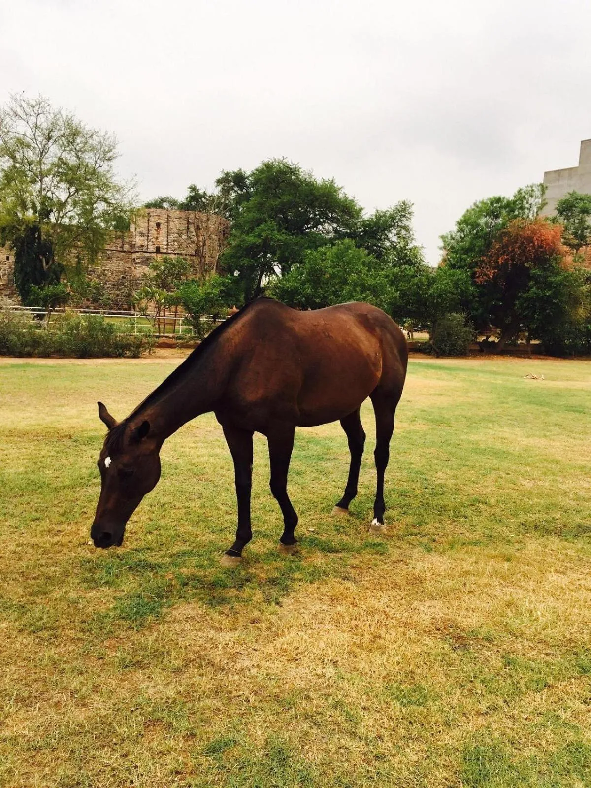 Horse-riding in Castle Kanota