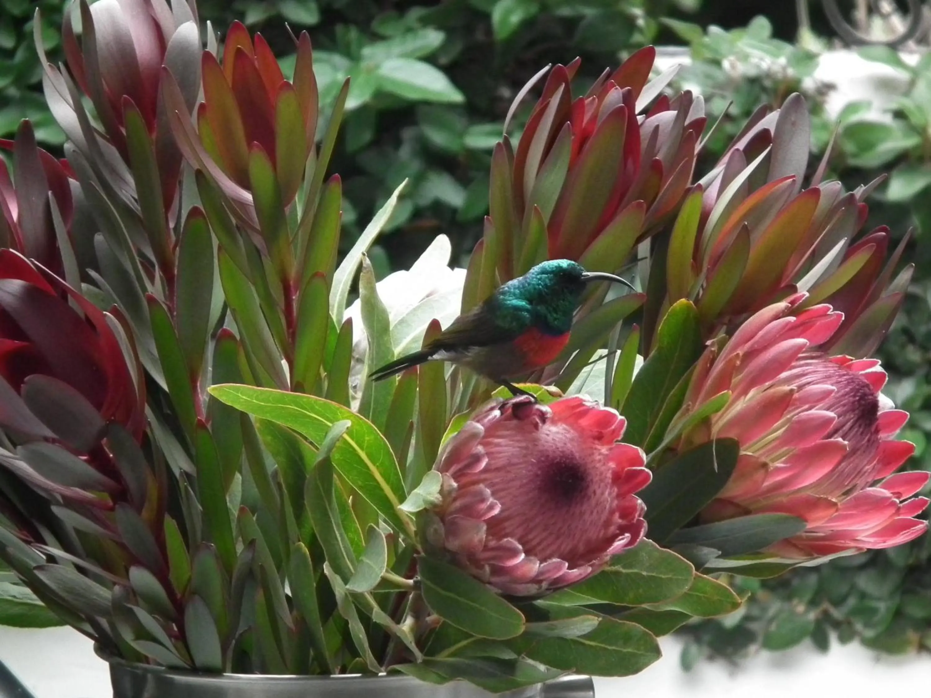 Garden in Bloomestate Swellendam