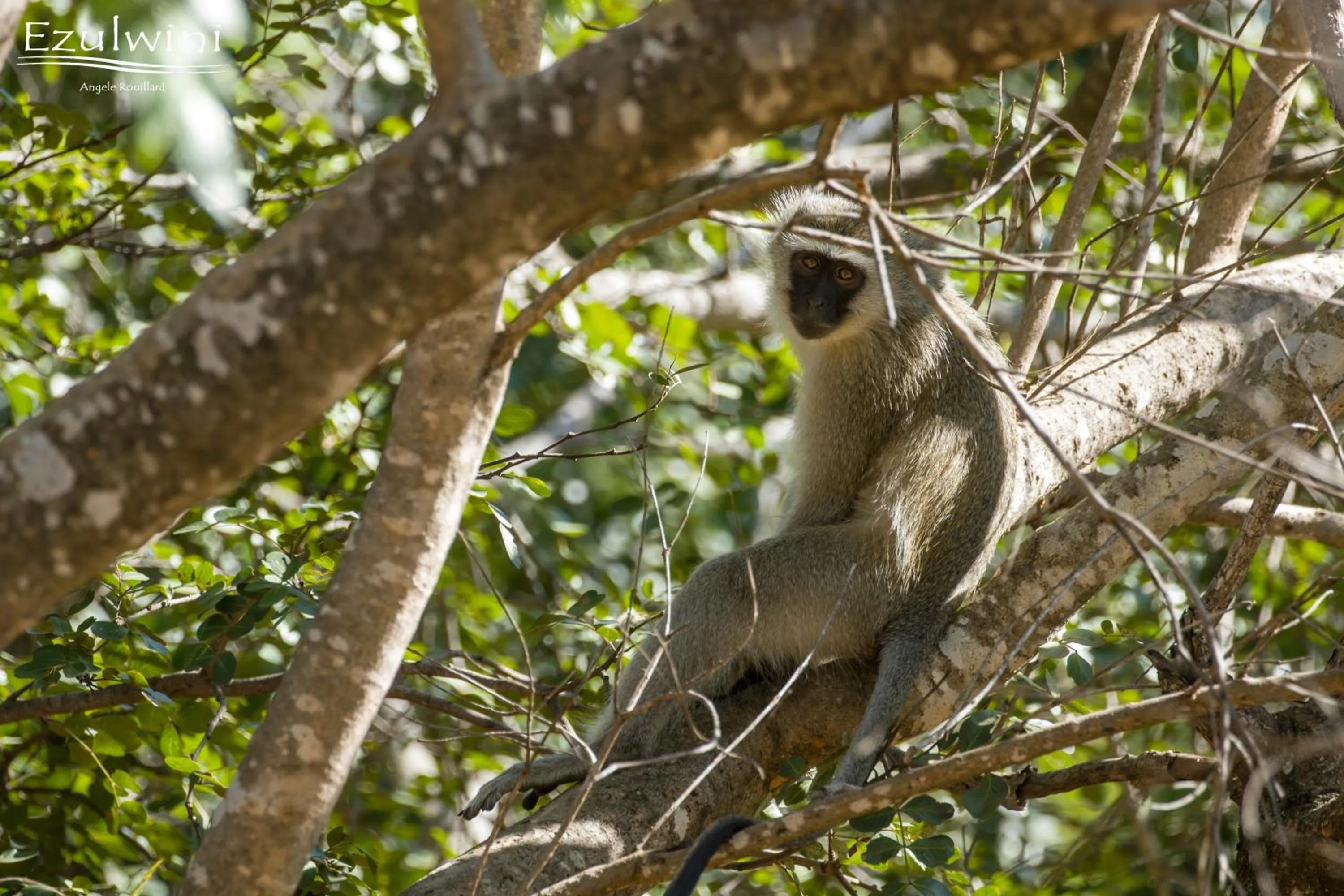 View (from property/room) in Ezulwini Game Lodges