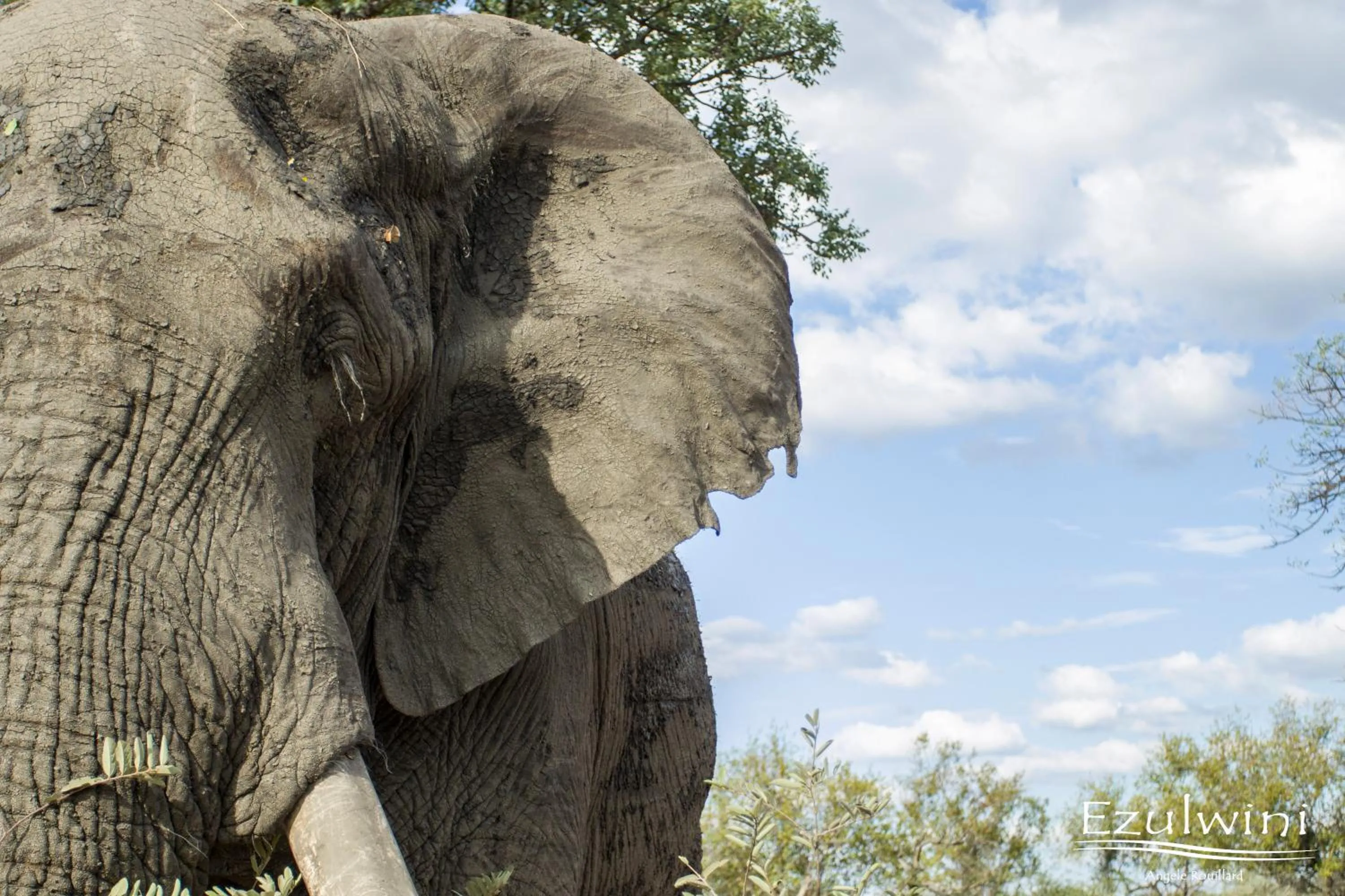 Animals in Ezulwini Game Lodges
