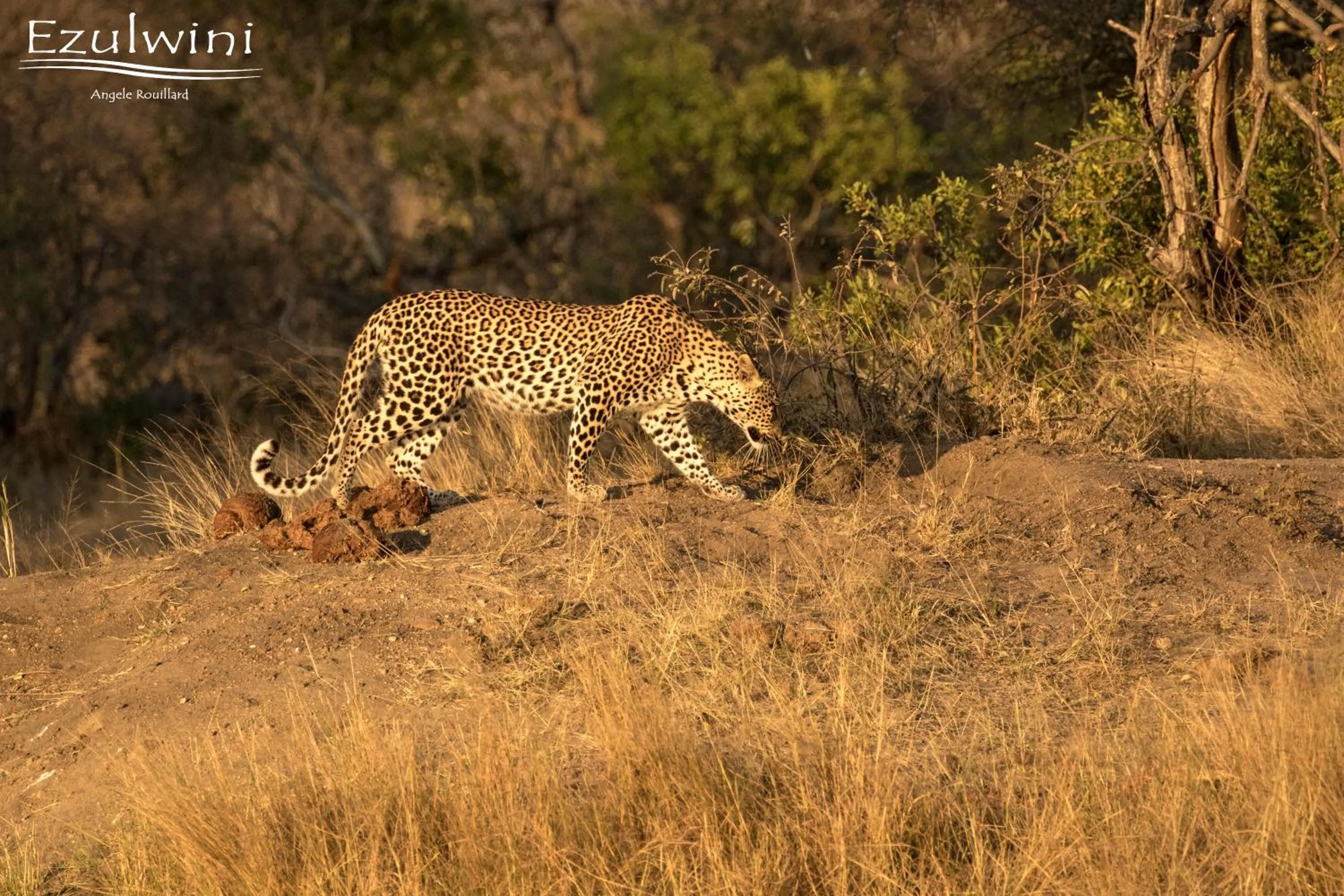 Animals in Ezulwini Game Lodges