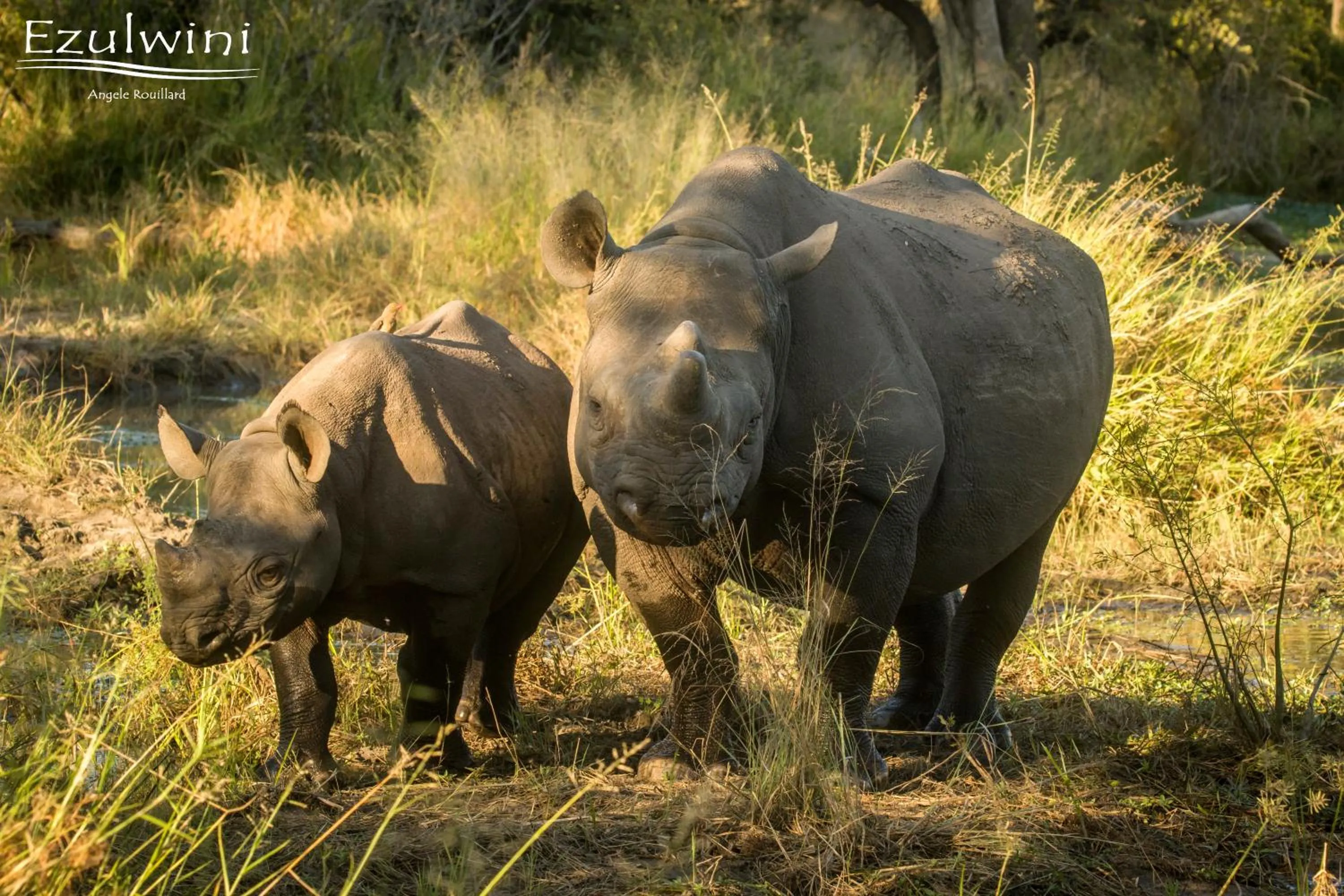 Animals in Ezulwini Game Lodges