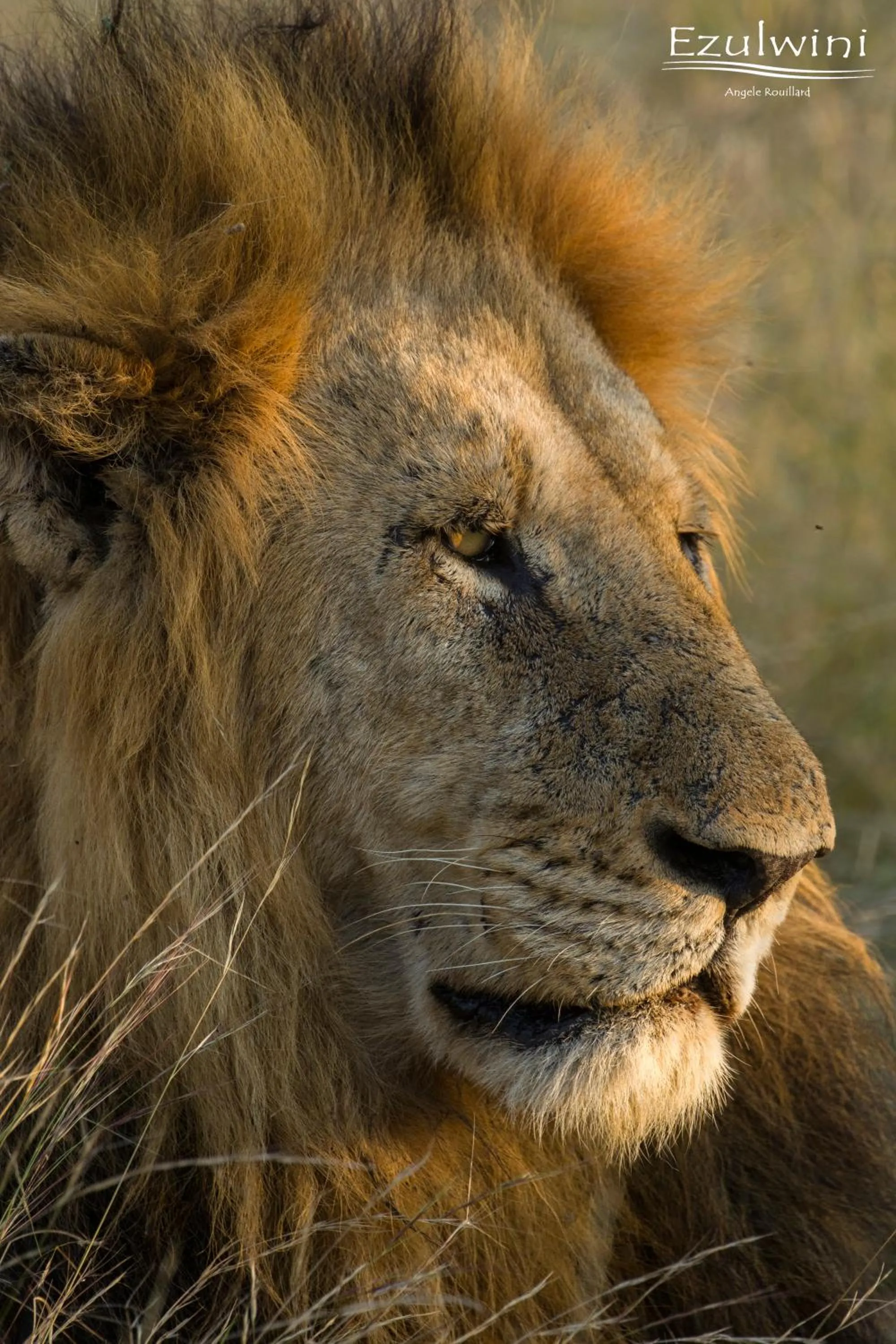 Animals in Ezulwini Game Lodges