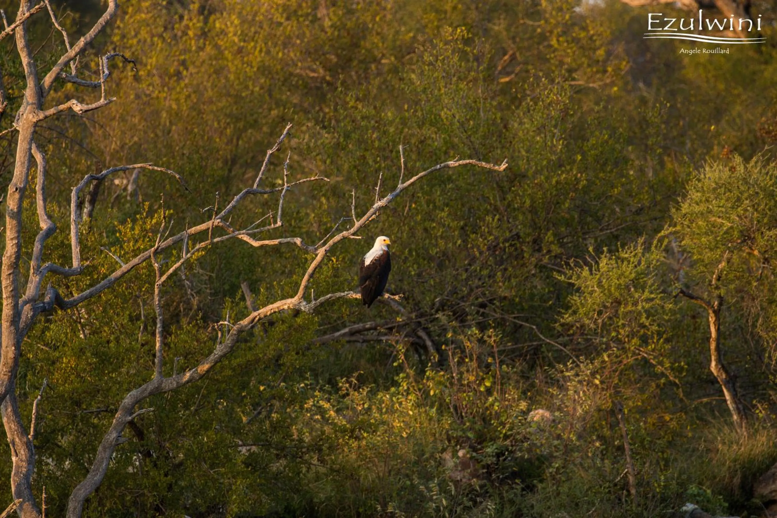Animals in Ezulwini Game Lodges