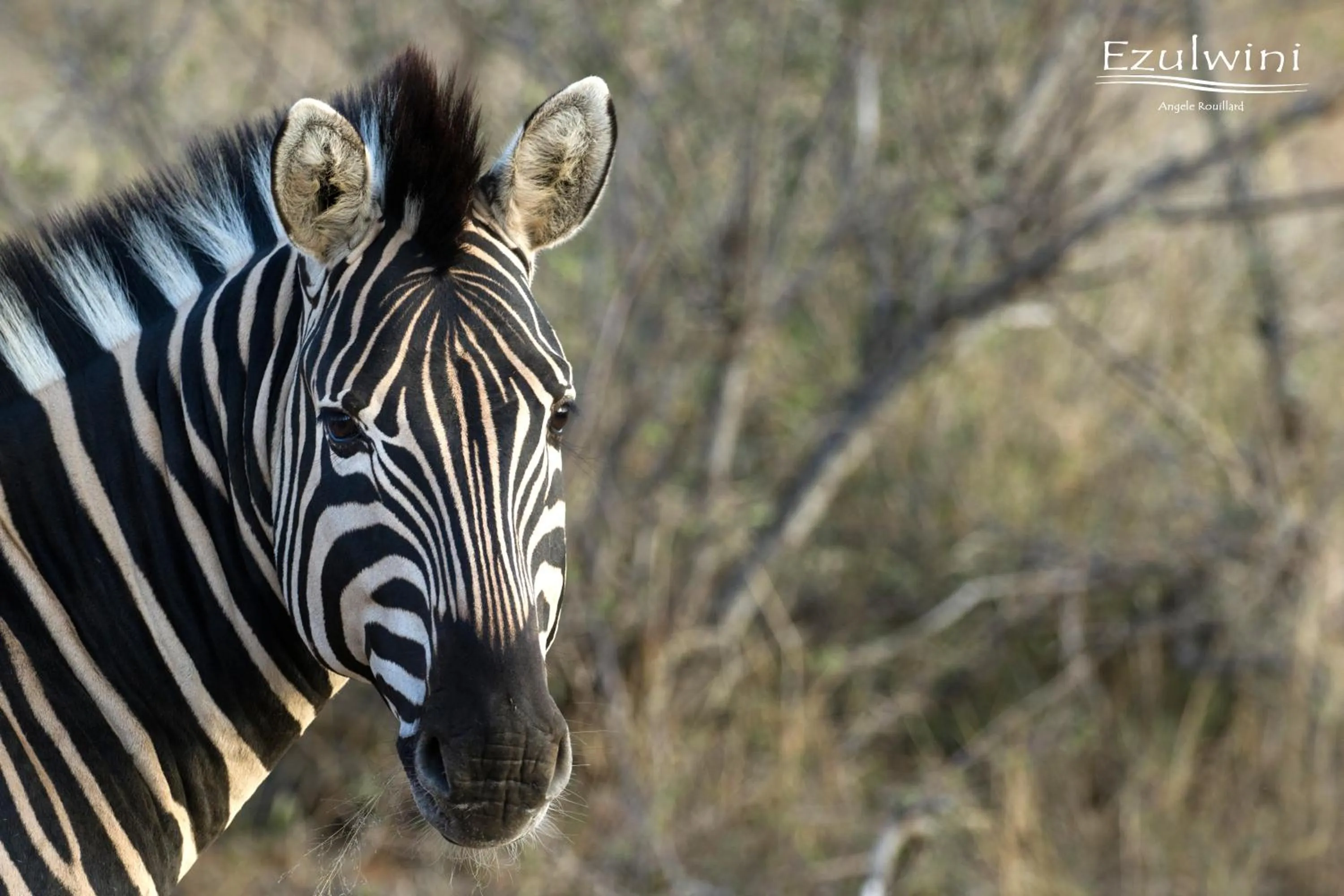 Animals in Ezulwini Game Lodges