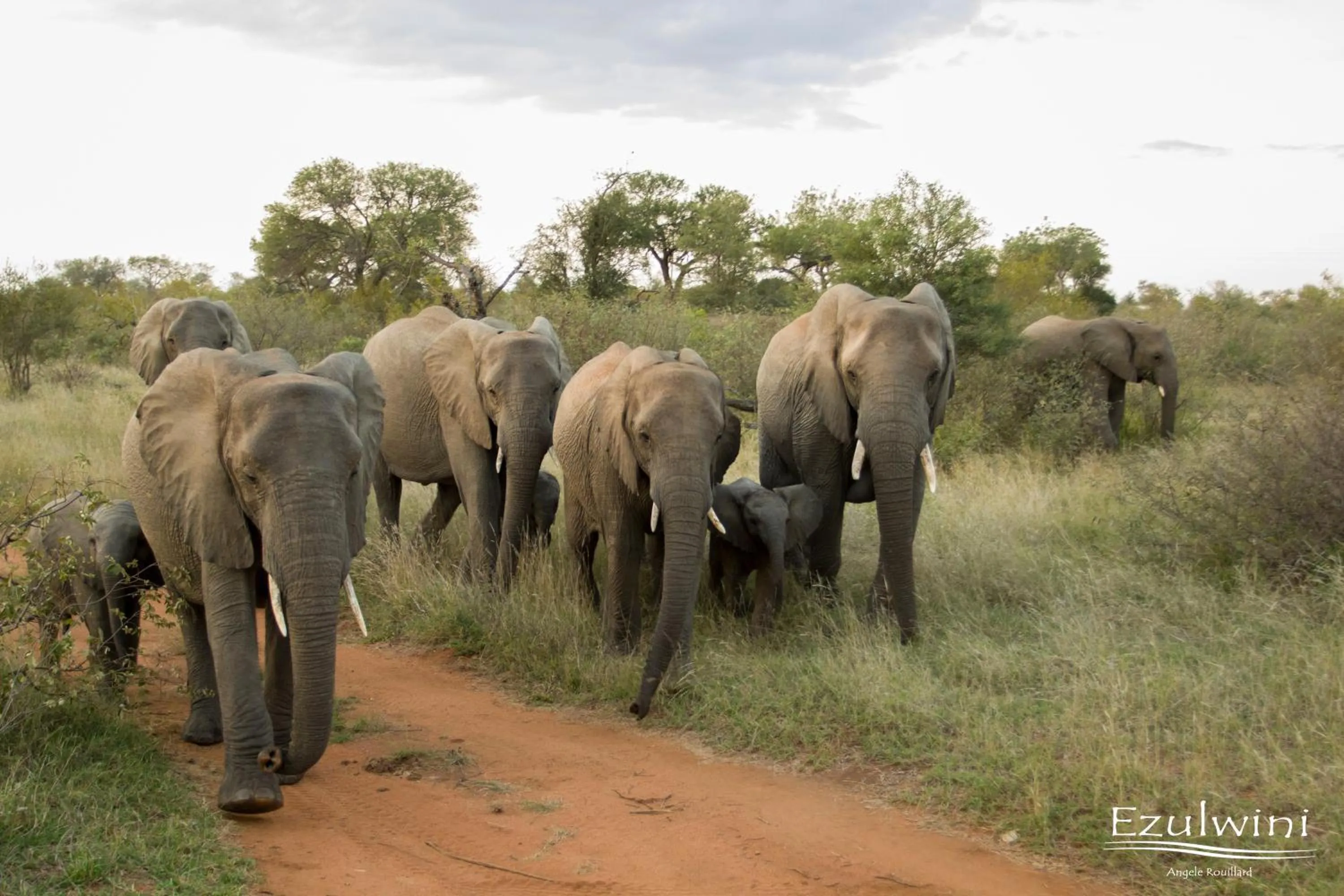 Animals in Ezulwini Game Lodges