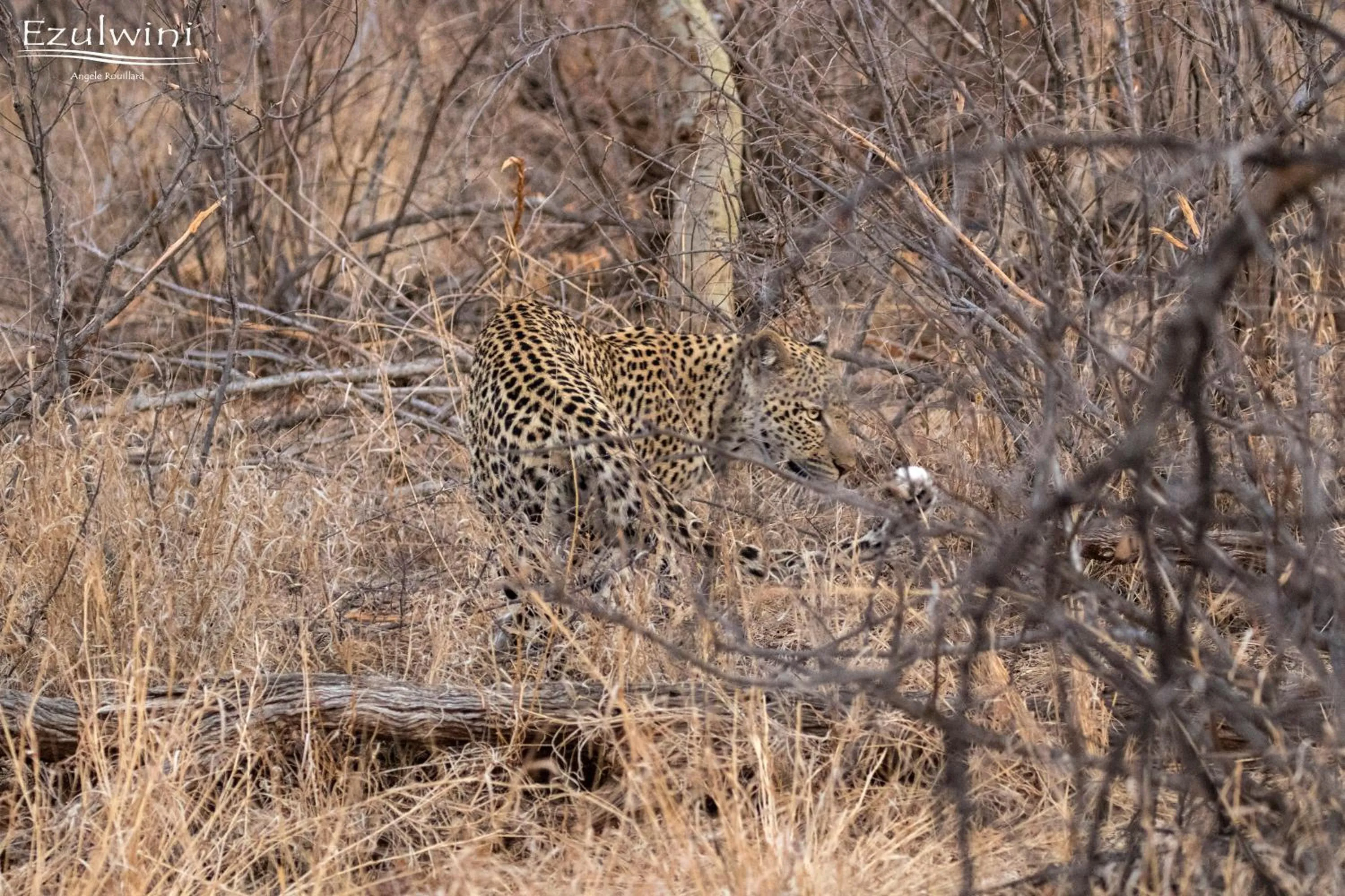 Animals in Ezulwini Game Lodges