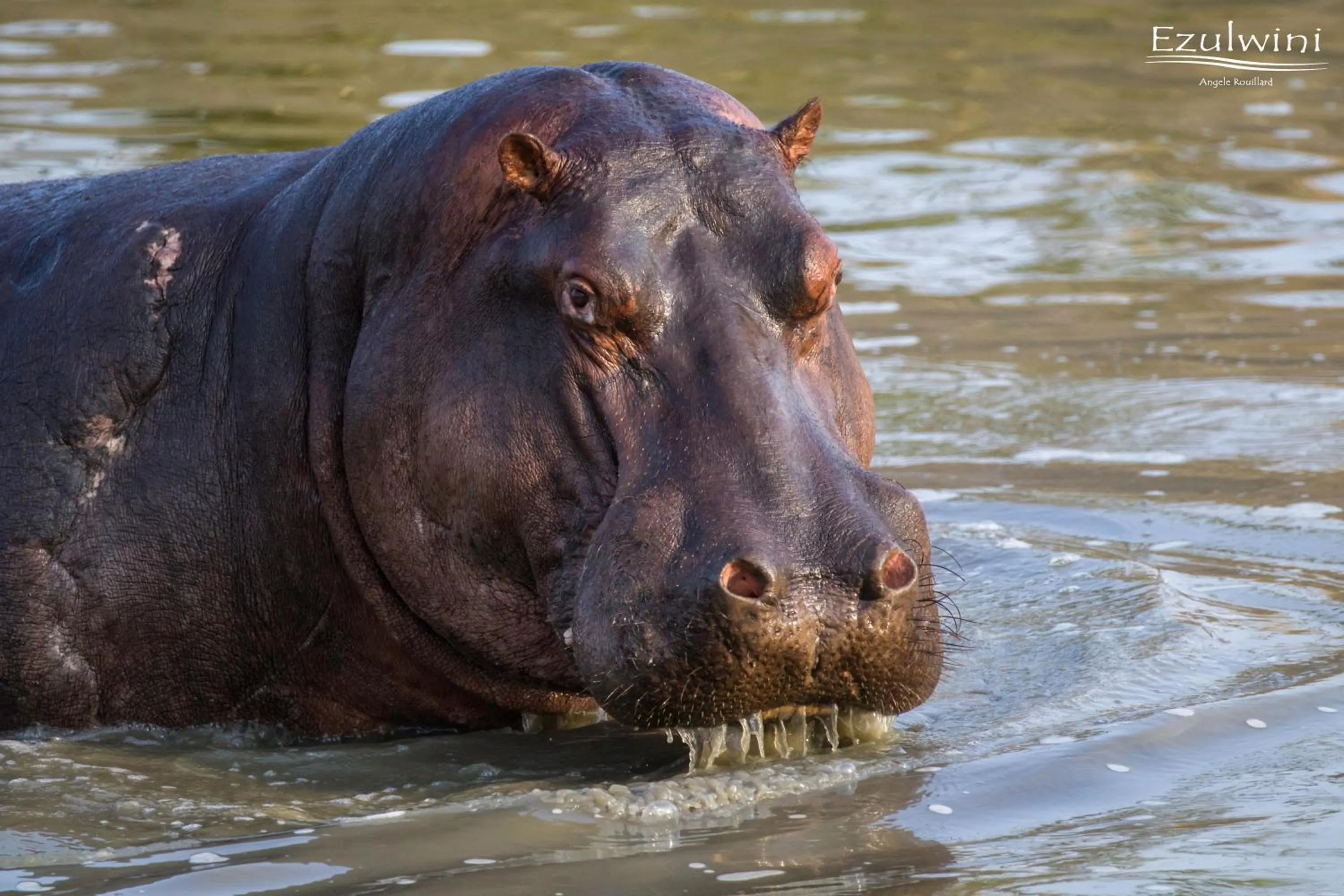 View (from property/room) in Ezulwini Game Lodges
