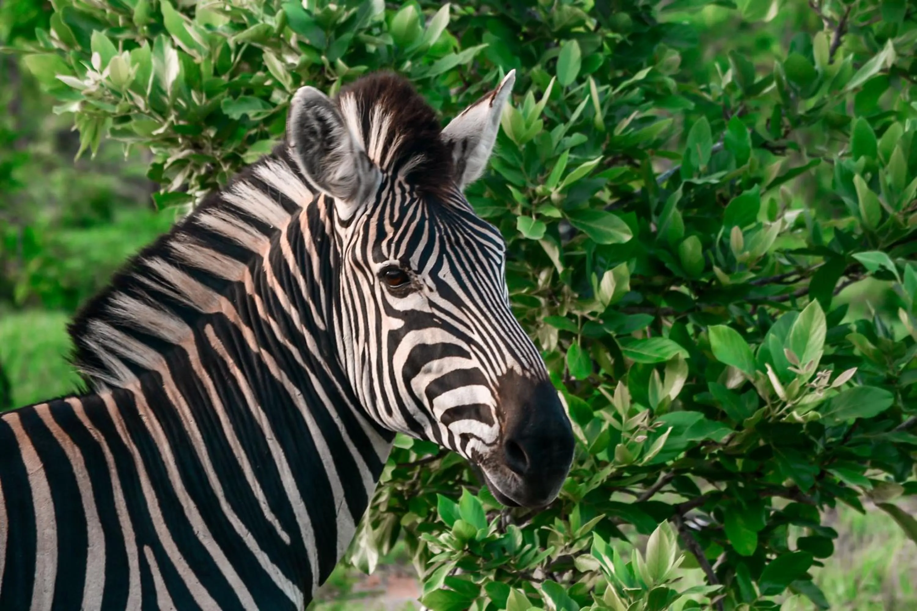 Honeyguide Tented Safari Camp - Khoka Moya