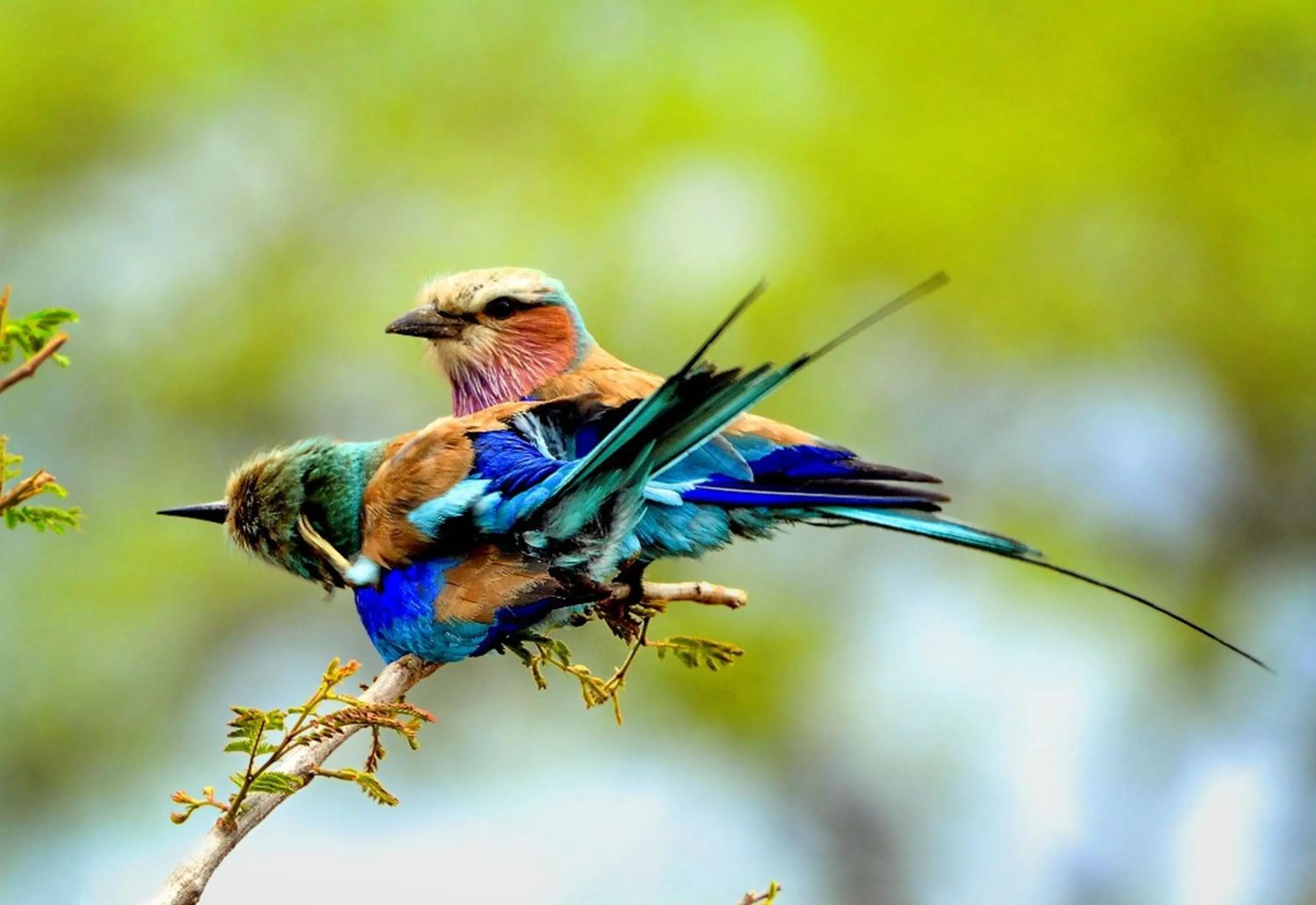 Area and facilities in Honeyguide Tented Safari Camp - Khoka Moya