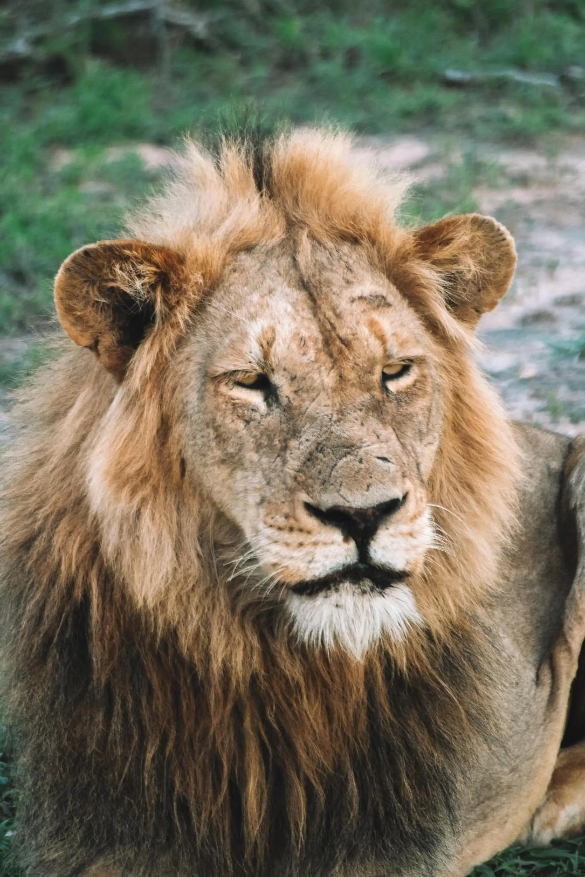 Honeyguide Tented Safari Camp - Khoka Moya