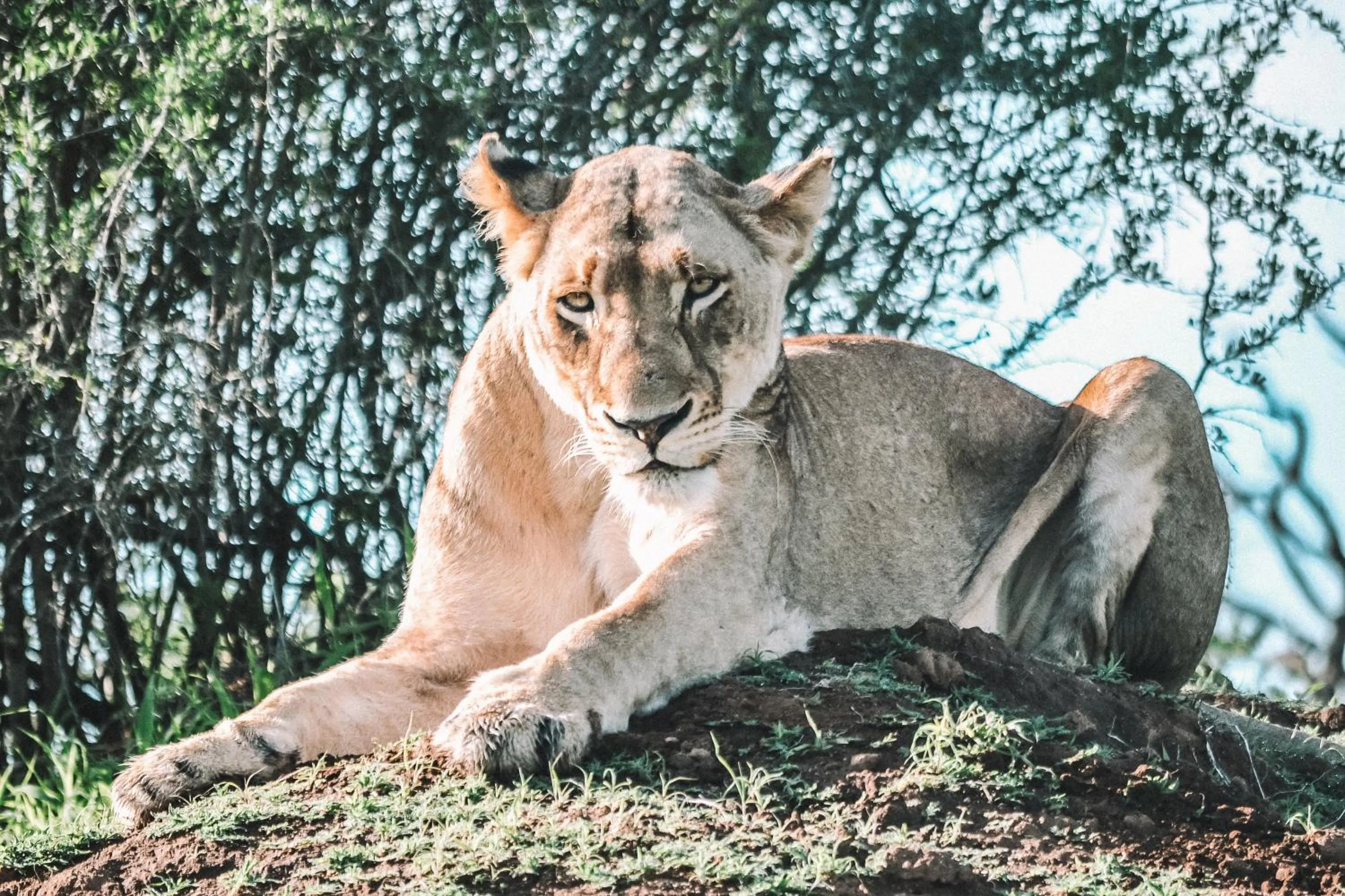 Honeyguide Tented Safari Camp - Khoka Moya