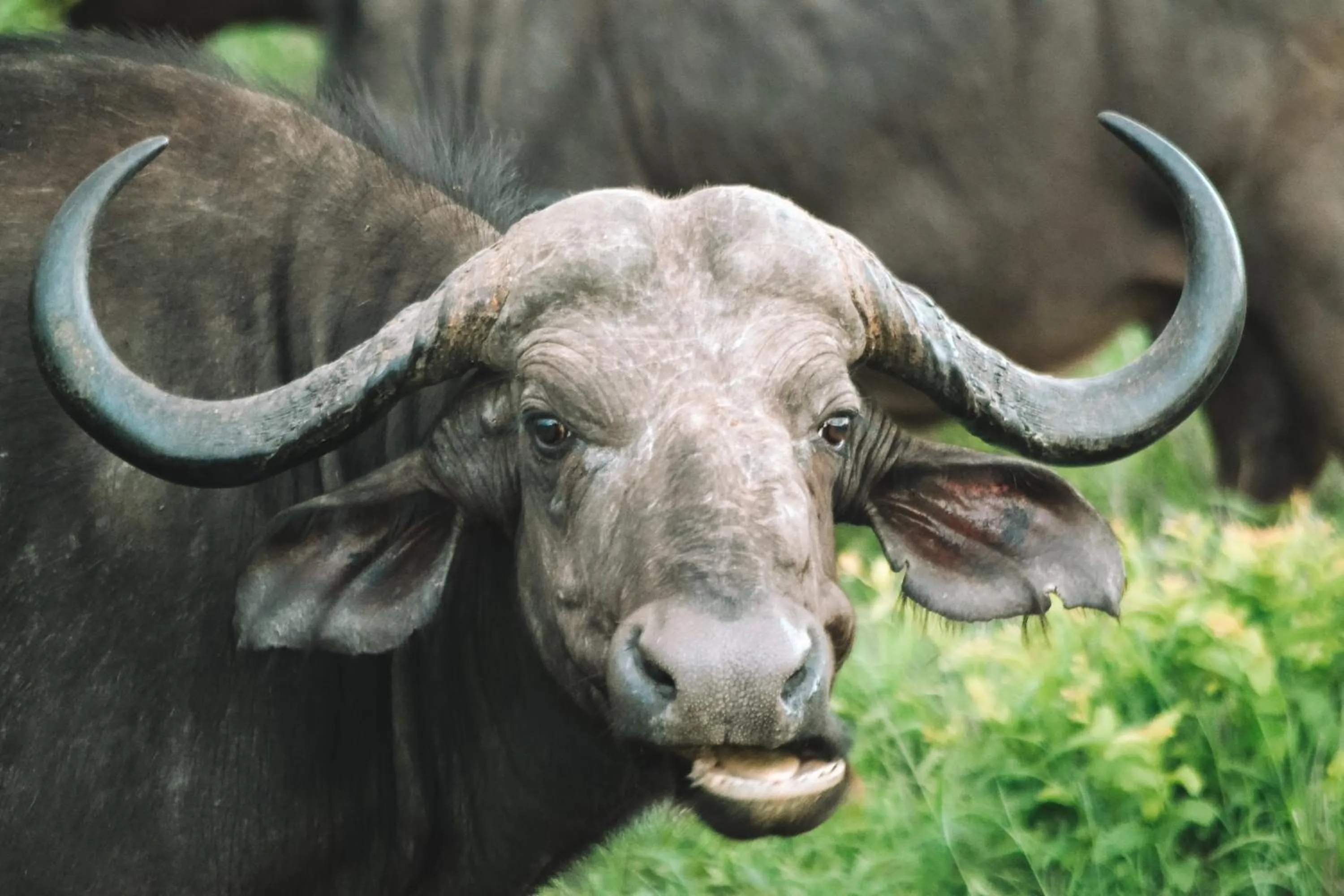 Honeyguide Tented Safari Camp - Khoka Moya