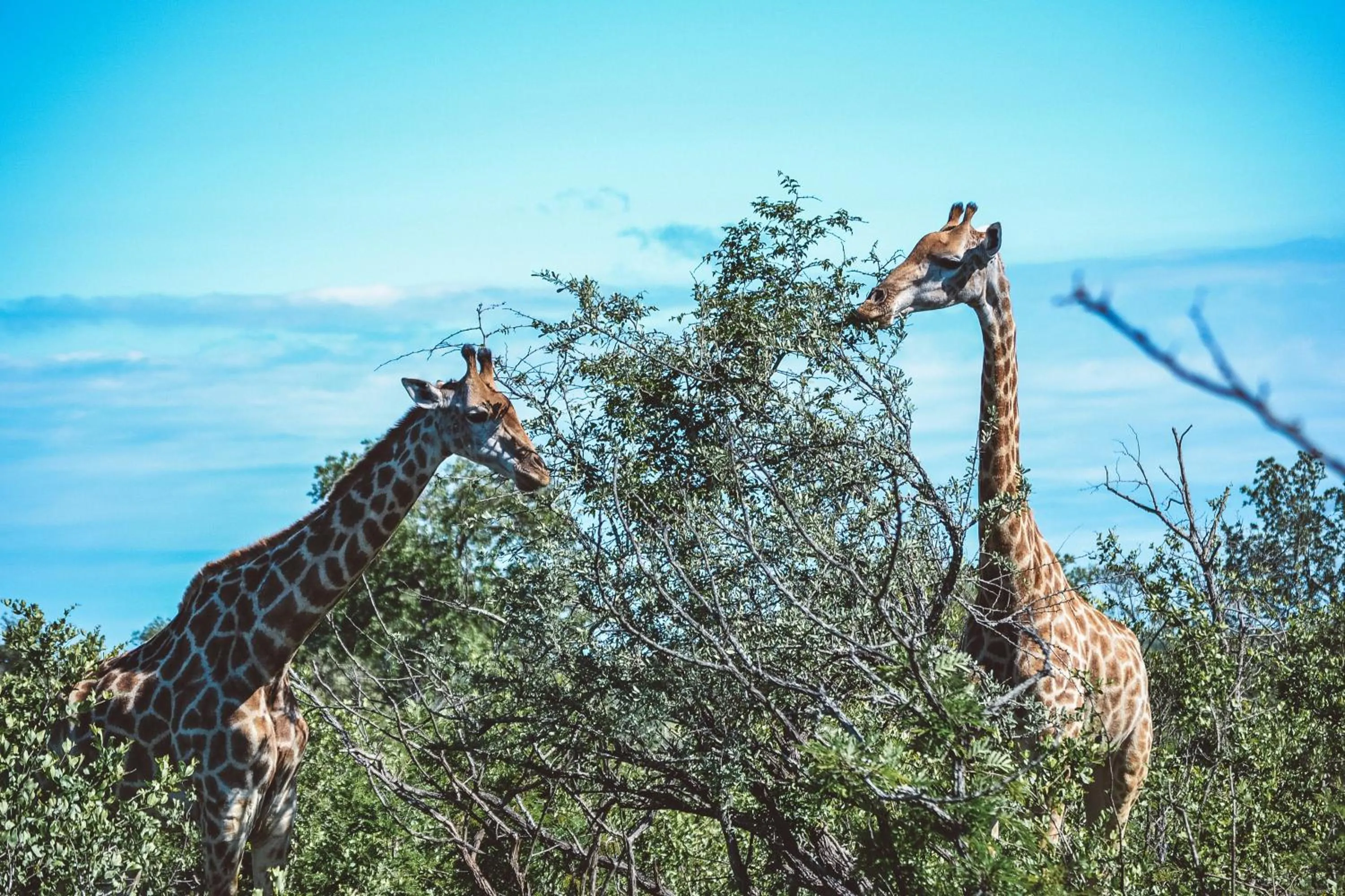 Honeyguide Tented Safari Camp - Khoka Moya