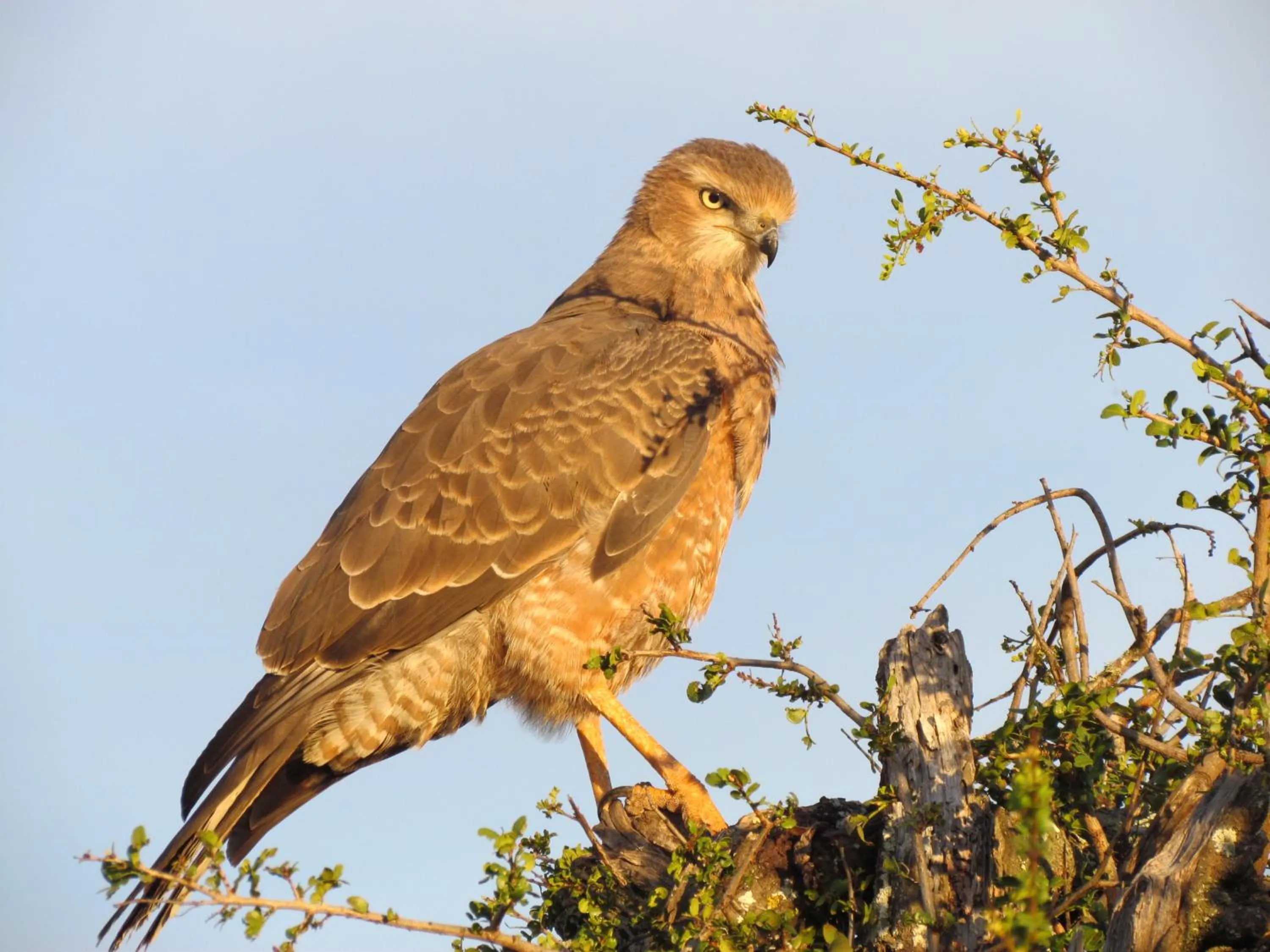 Animals in De Zeekoe Guest Farm