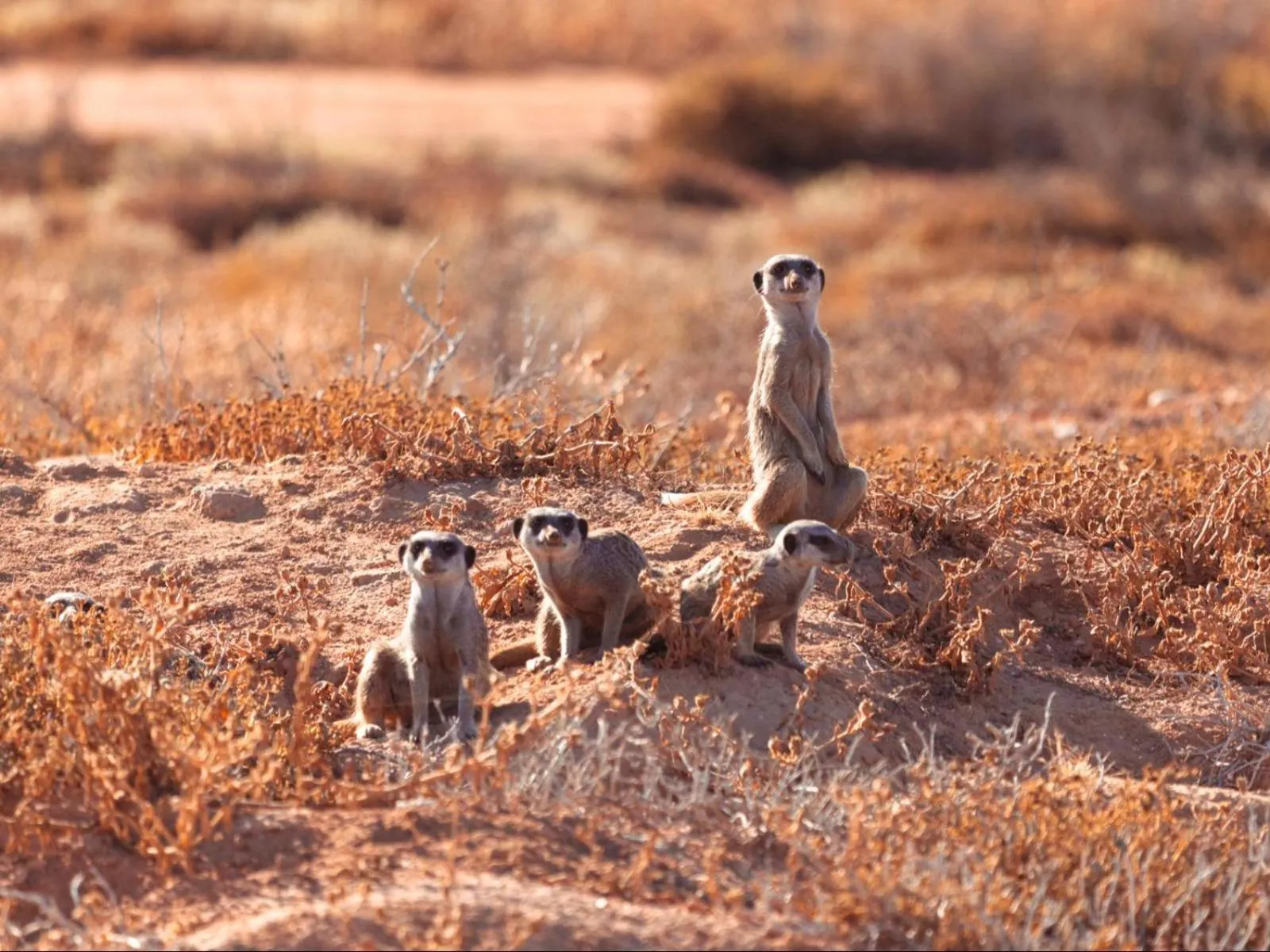 Property building in AfriCamps Klein Karoo