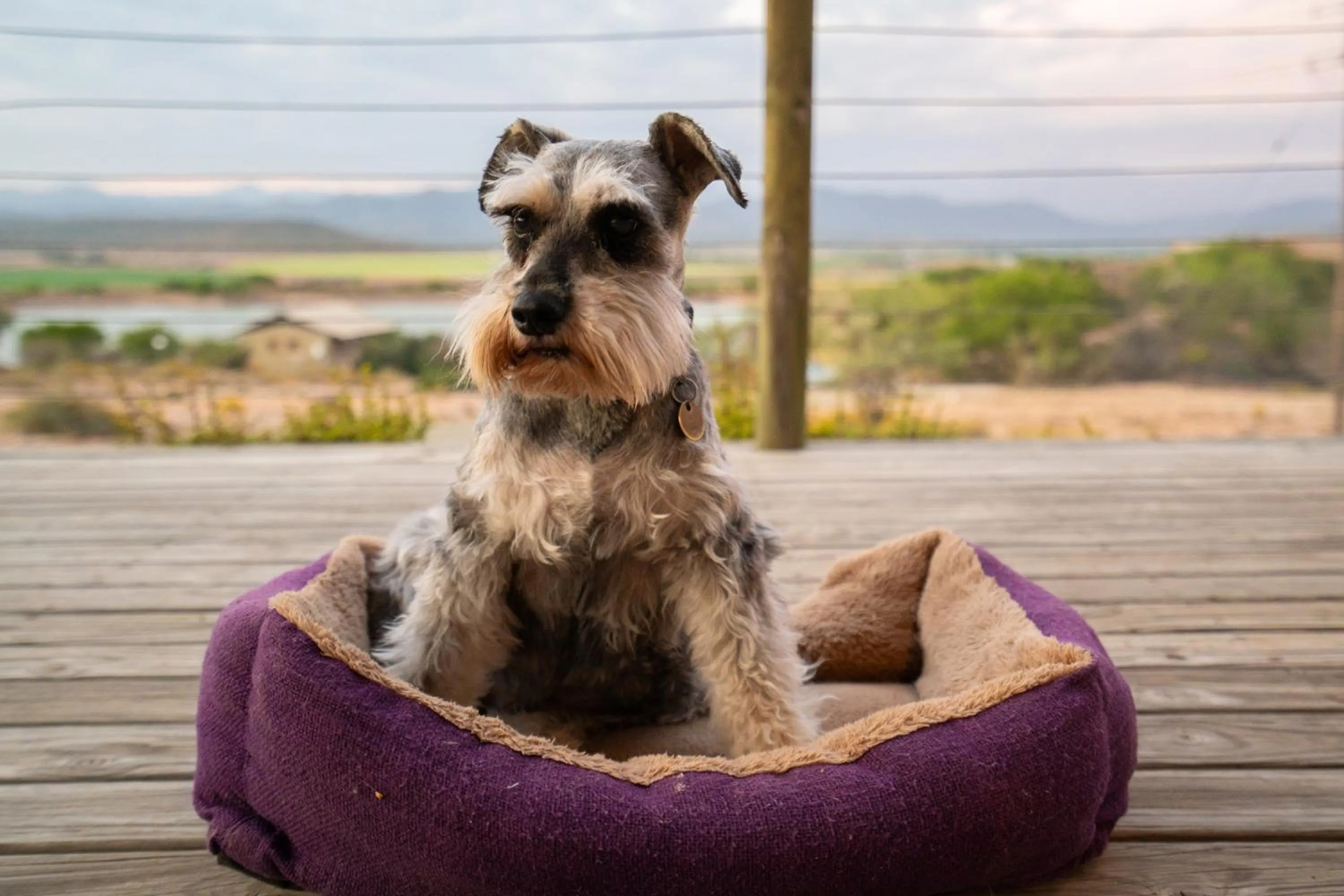 Pets in AfriCamps Klein Karoo
