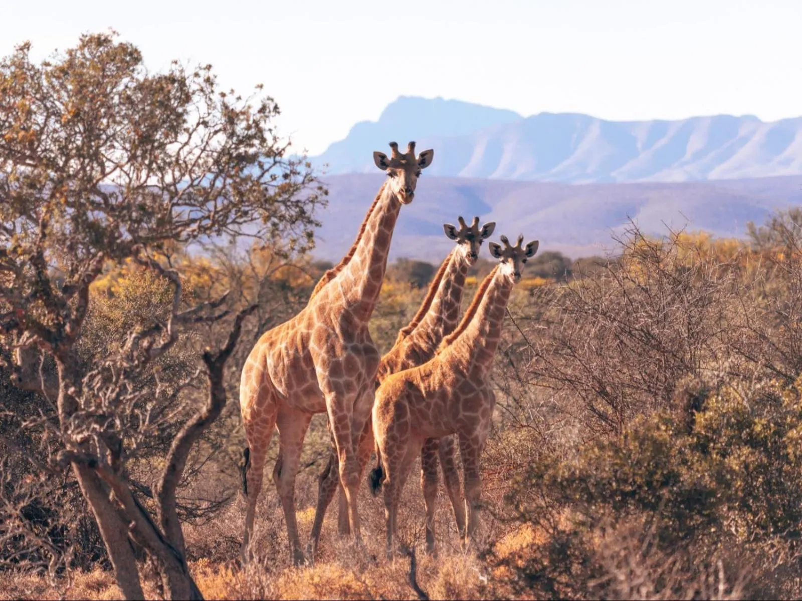 Property building in AfriCamps Klein Karoo