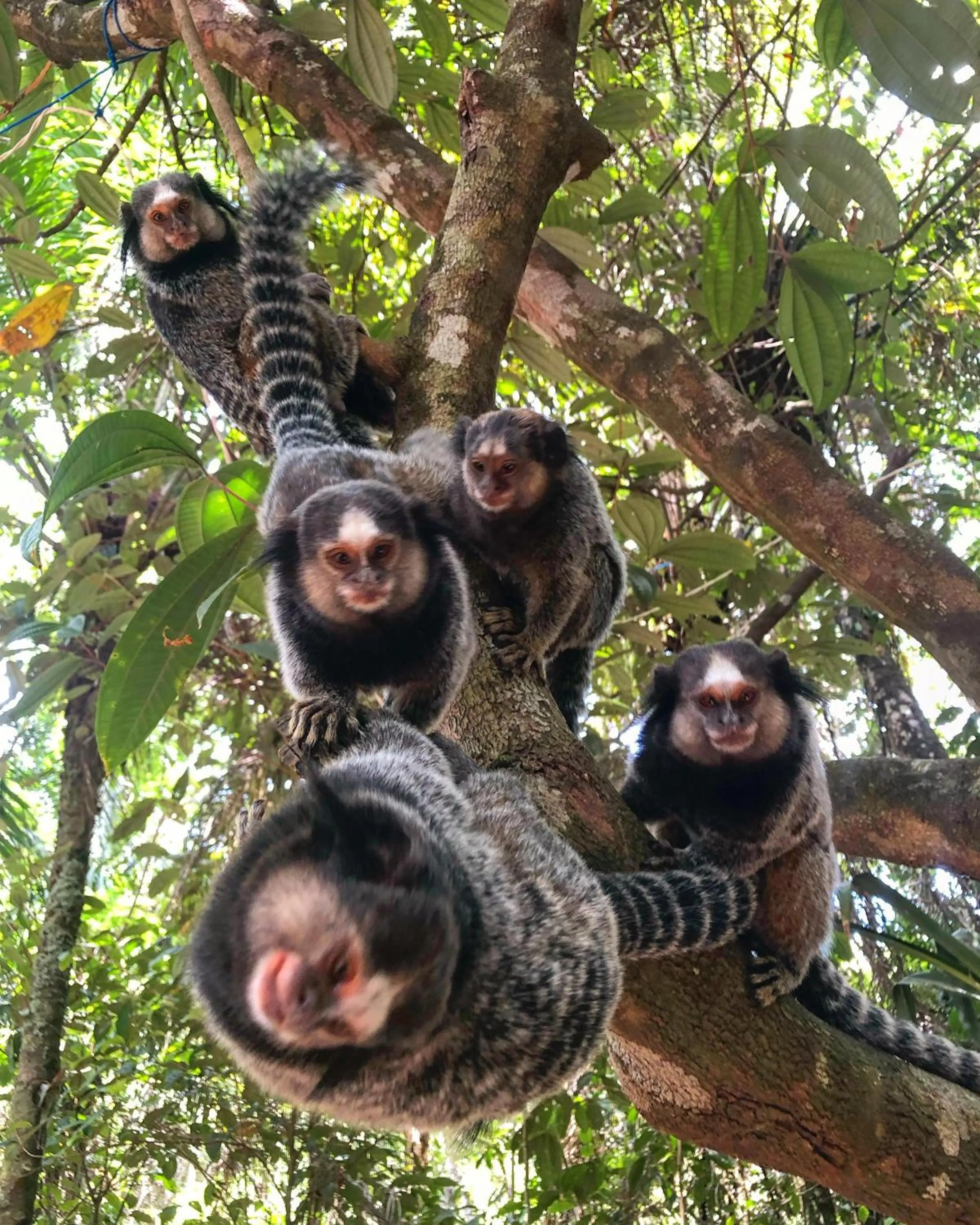 Animals in Universo Pol Bamboo Hostel