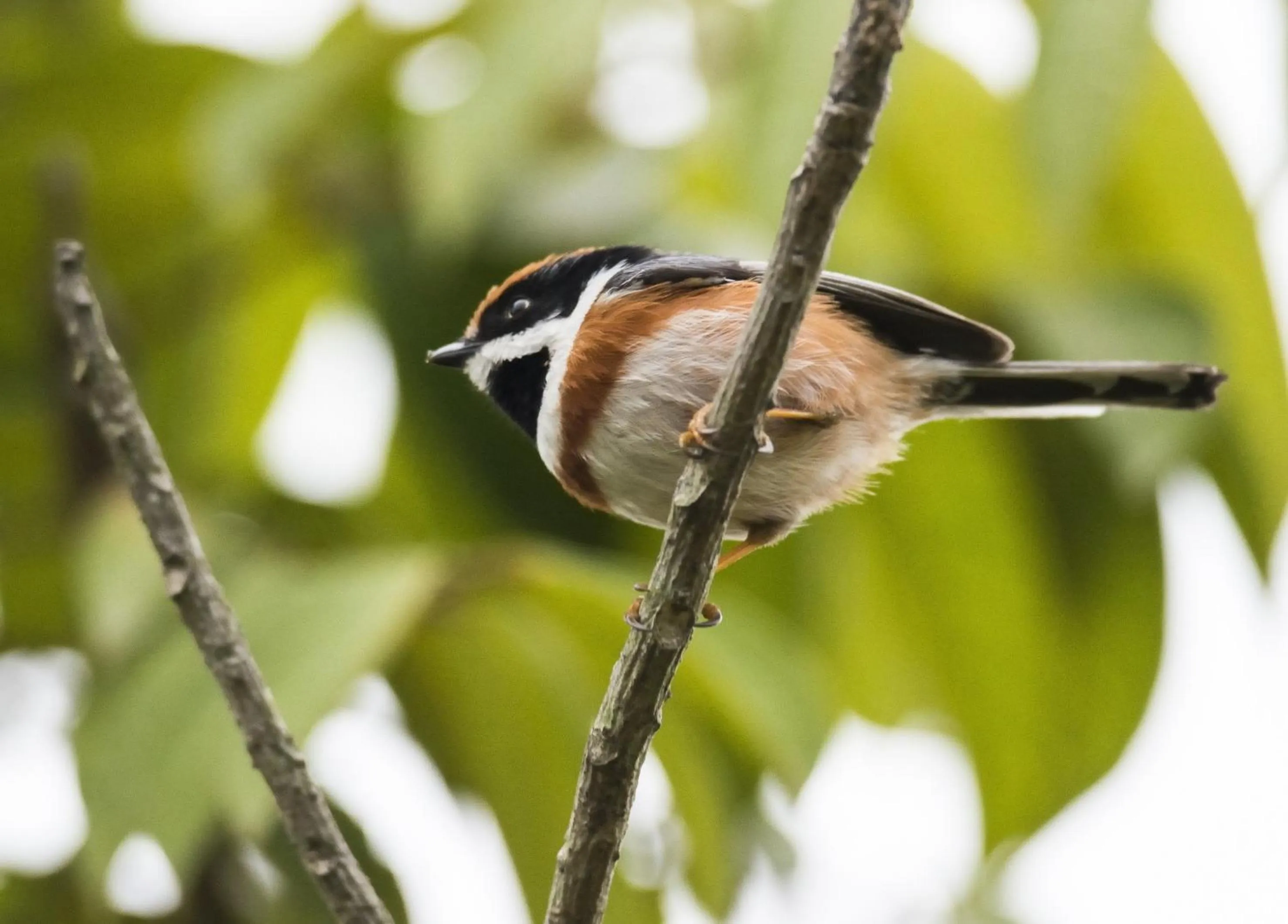 Natural landscape in Carp Islet Resort Fuzhou
