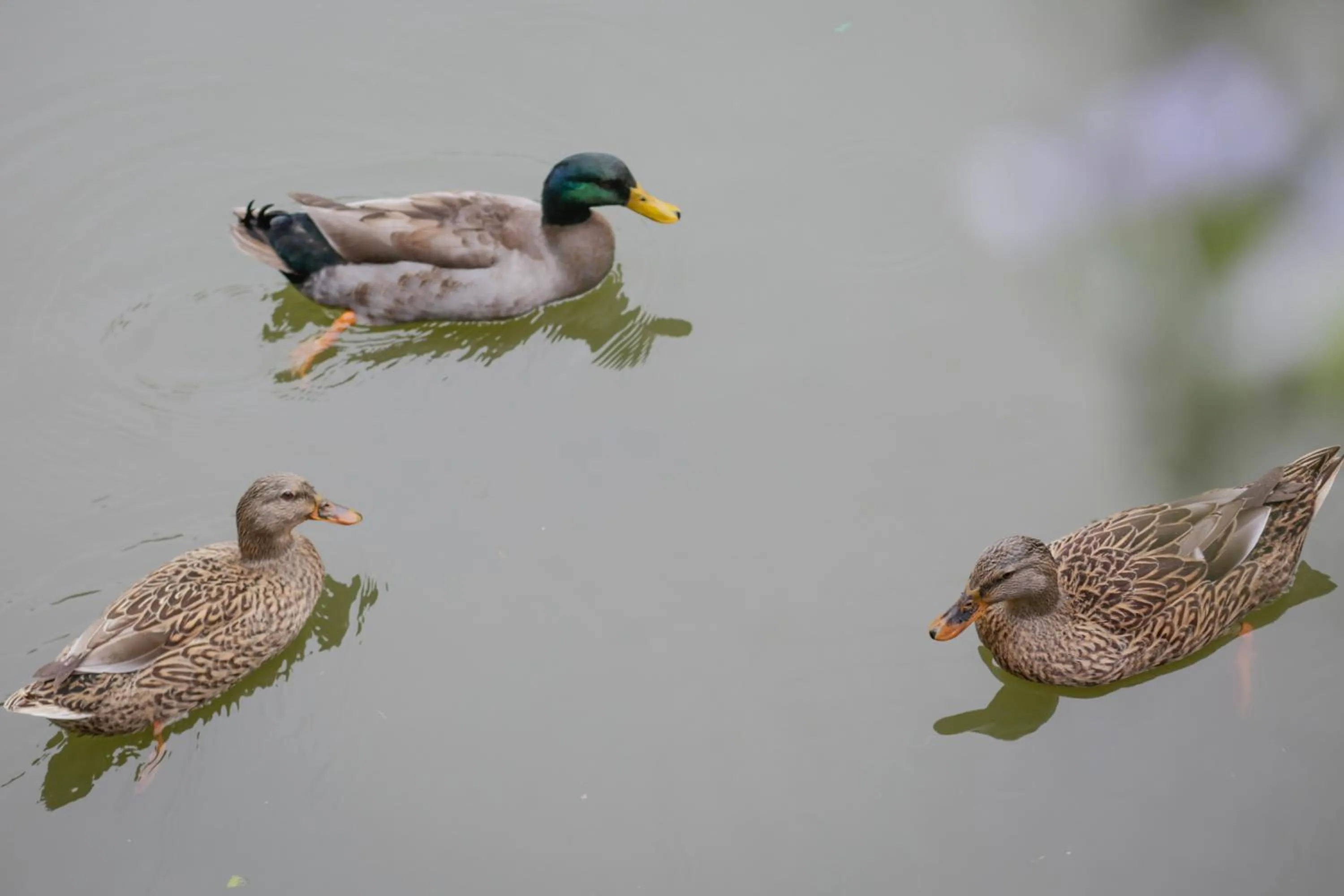 Animals in Just Like Villa