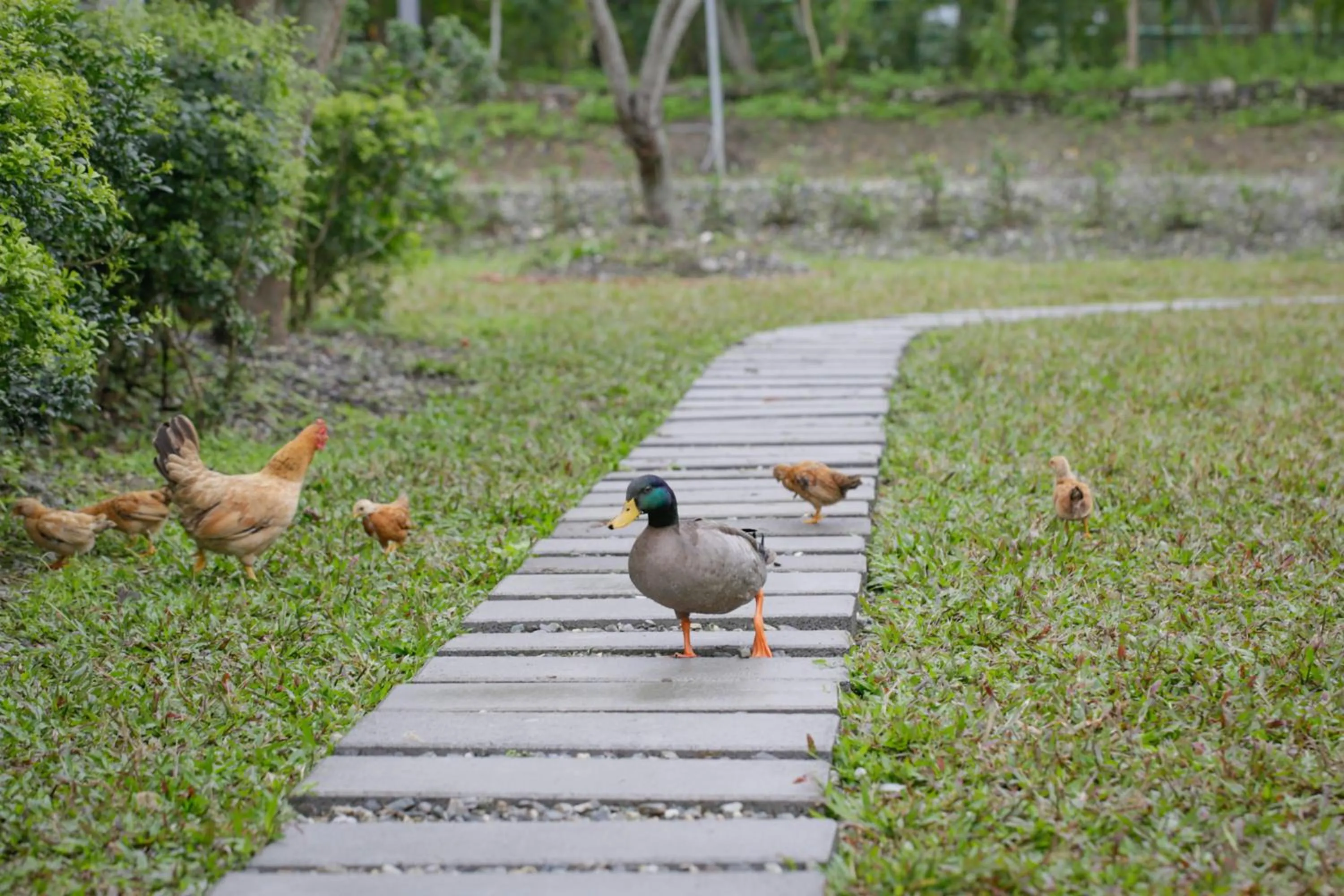 Animals in Just Like Villa