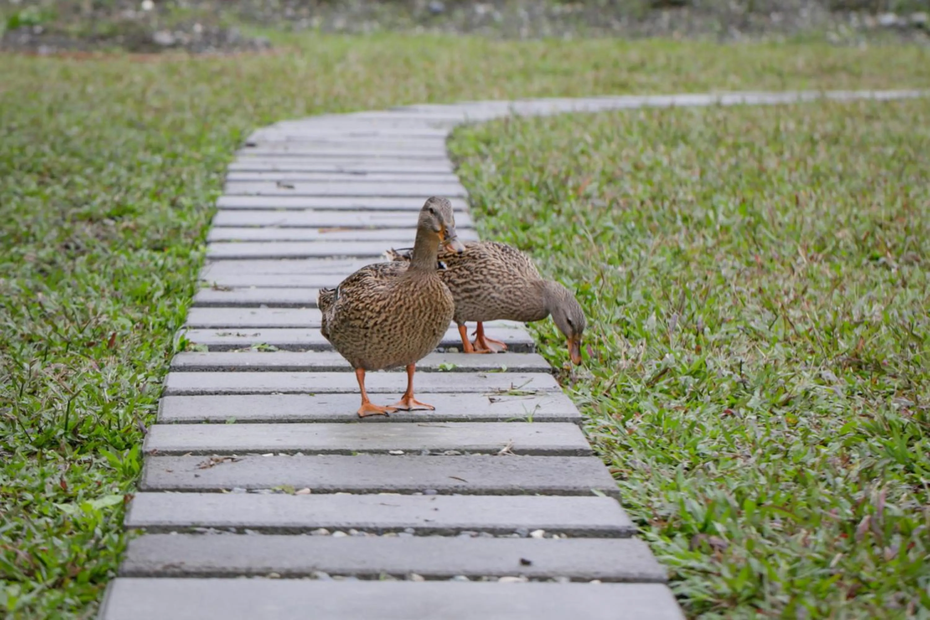 Animals in Just Like Villa