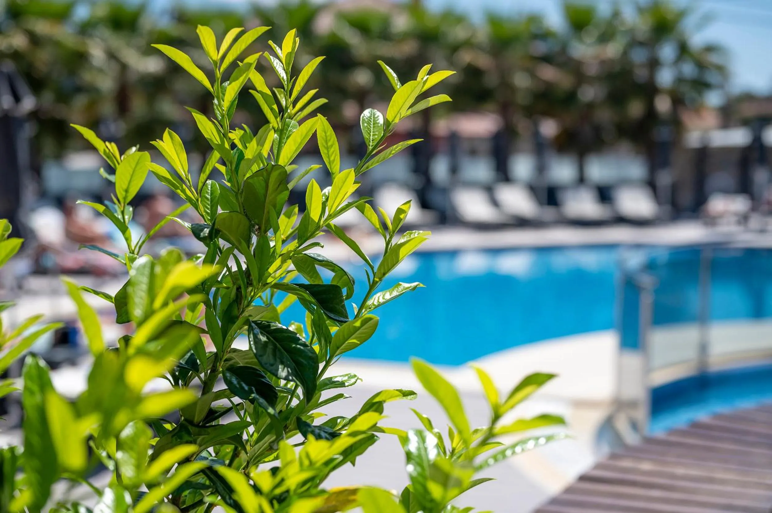 Swimming pool in Dionysos Hotel & Suites