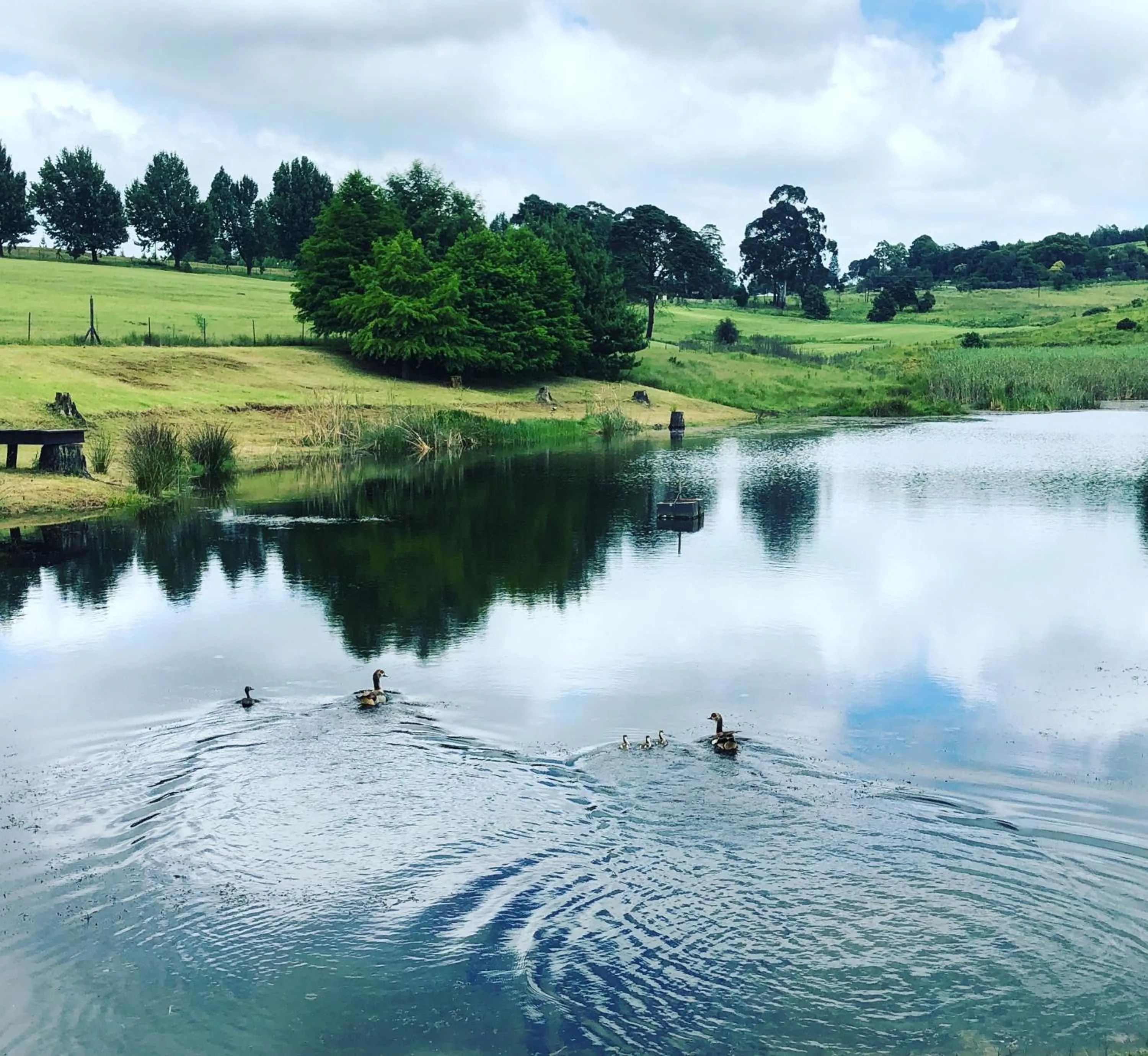 Natural landscape in St Ives Lodge