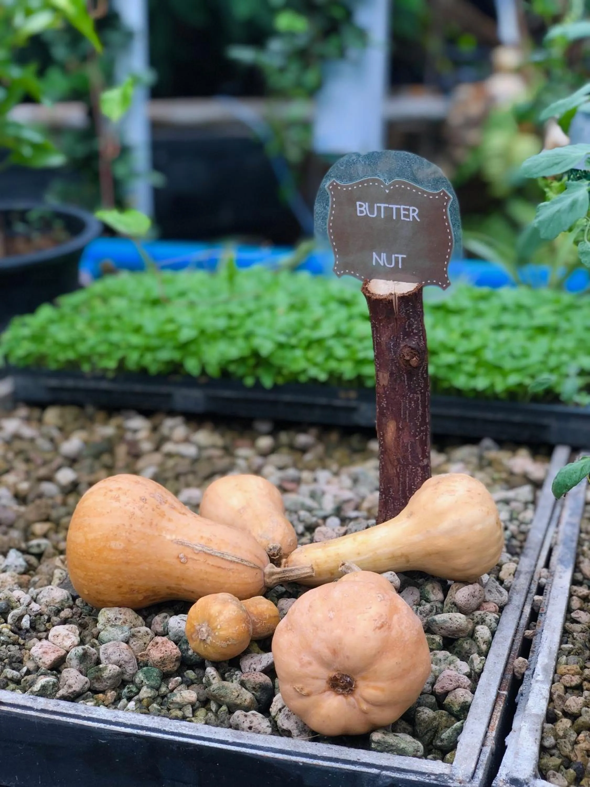 Property building in Shanti Lodge Phuket