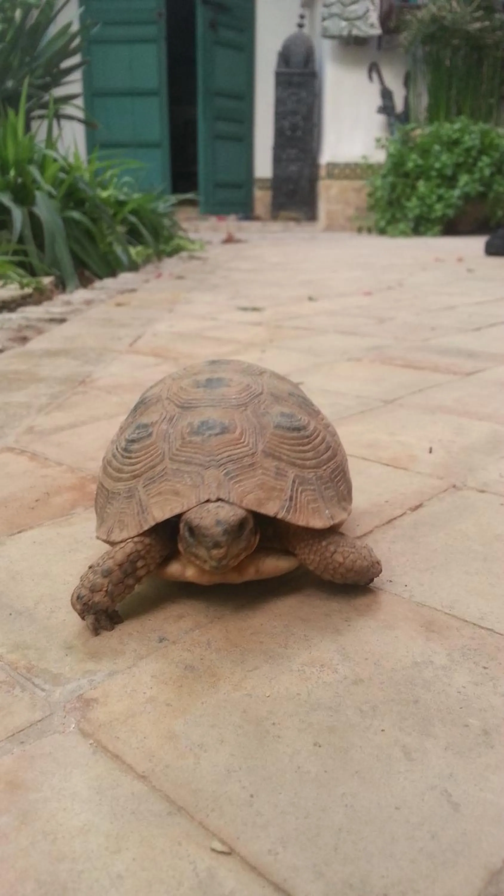 Animals in Dar Kleta