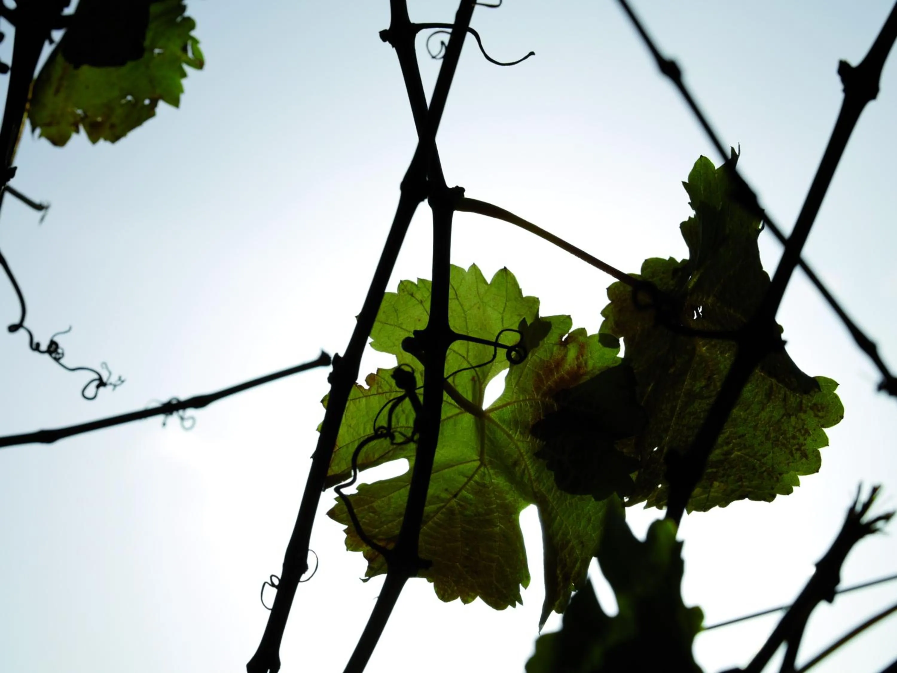 Area and facilities in Consulat des Weins