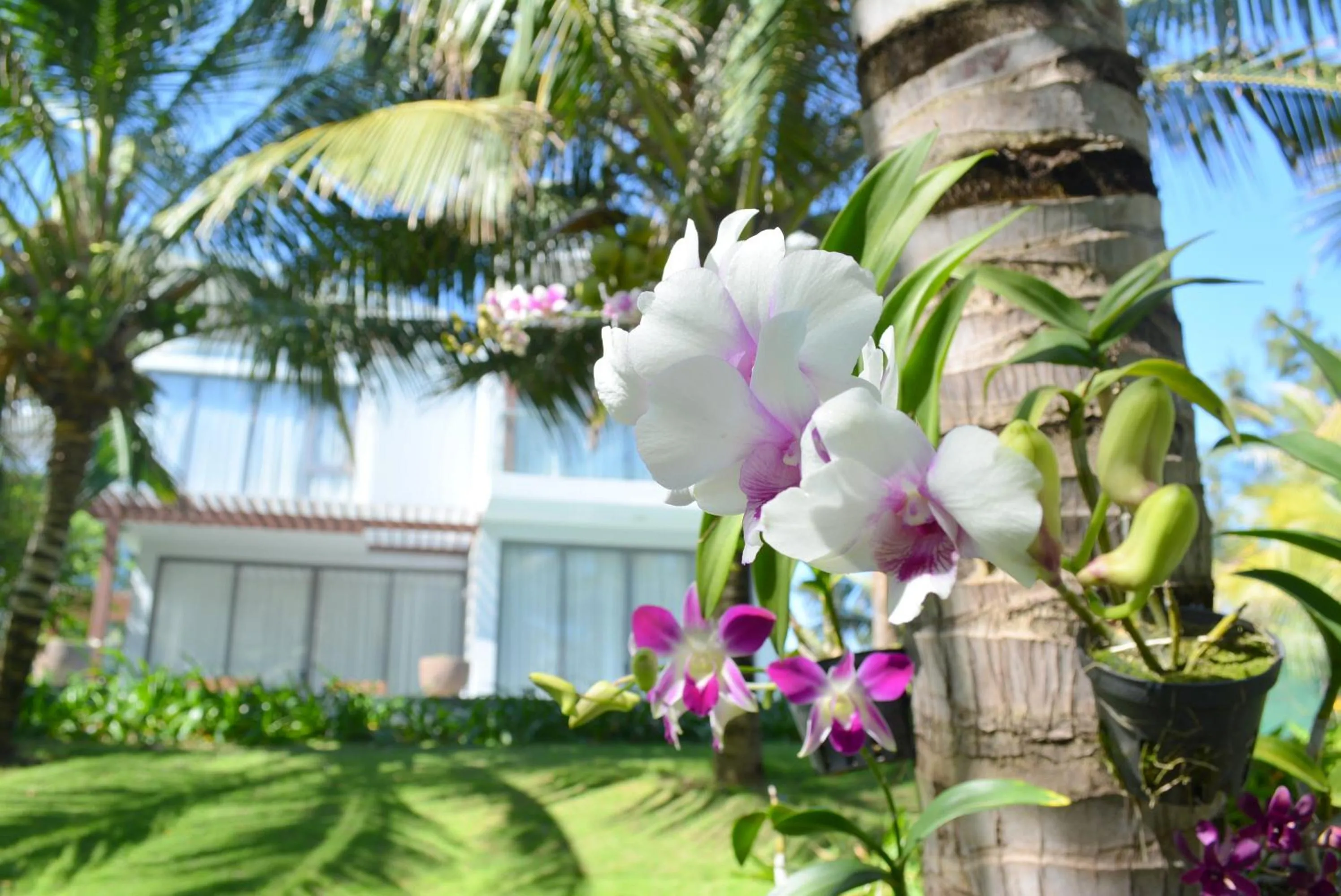 Garden in Sonata Resort & Spa