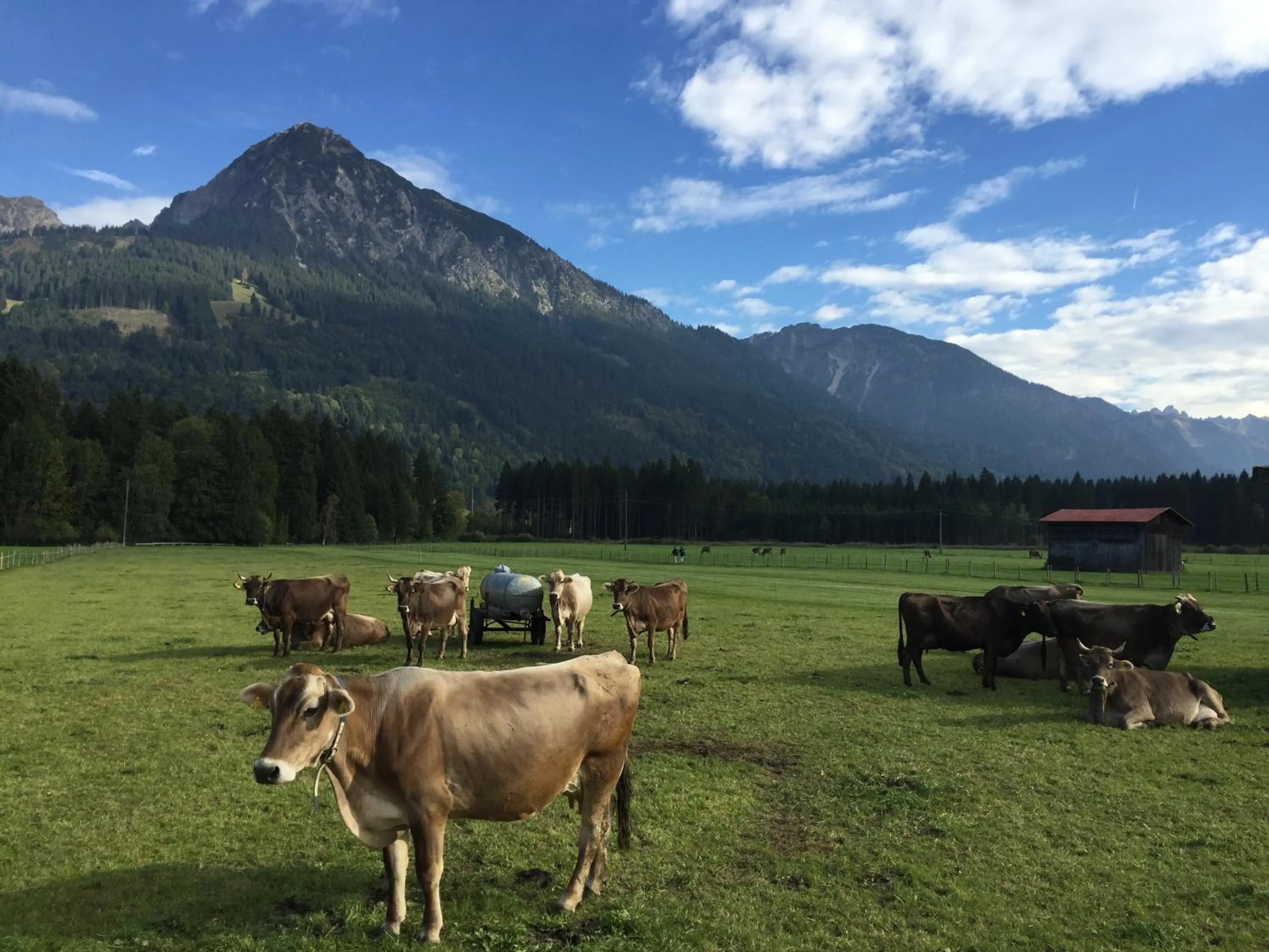 Day in Steinbock Bed & Breakfast