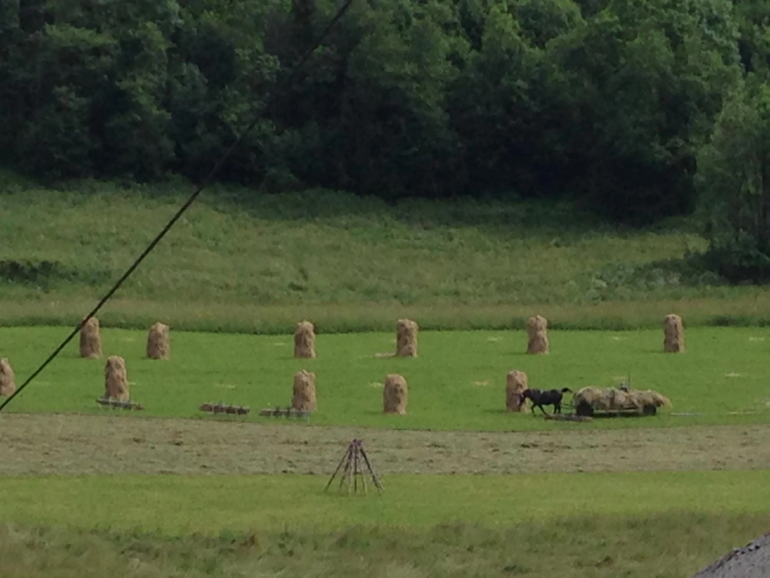 Animals in Pokoje Gościnne Madzia