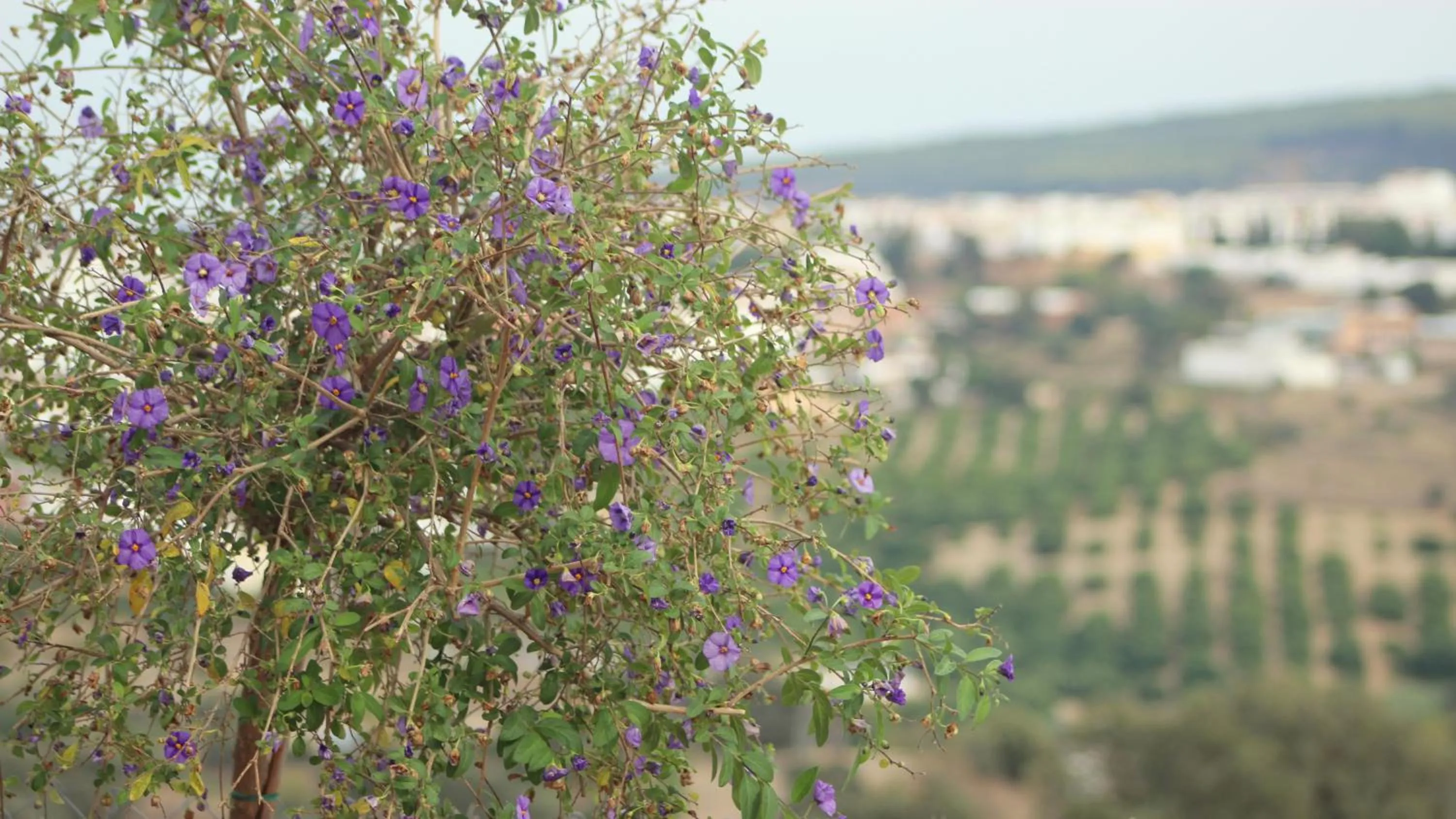 Garden view in Bed And Breakfast Mirador Infinito
