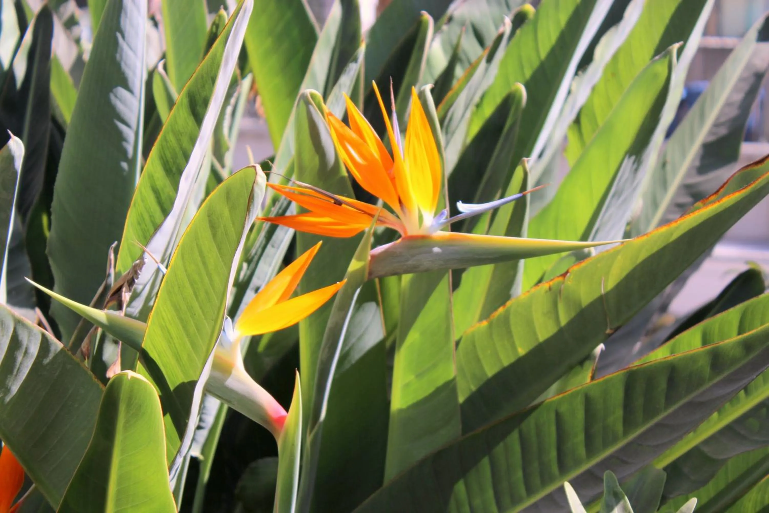 Garden in Bed And Breakfast Mirador Infinito