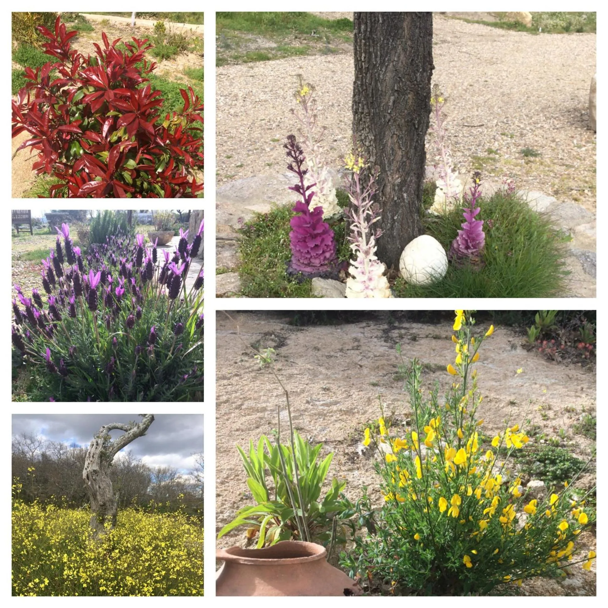 Garden in El Sosiego