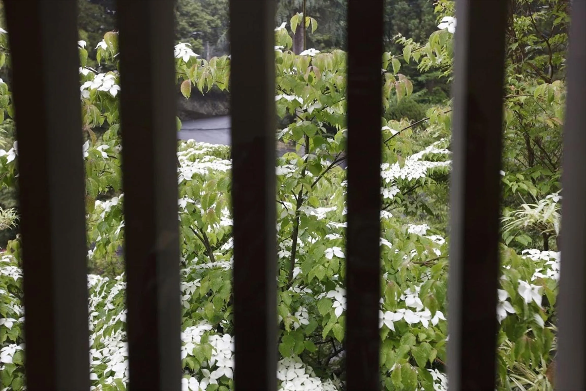 River view in Yunokaze HAZU