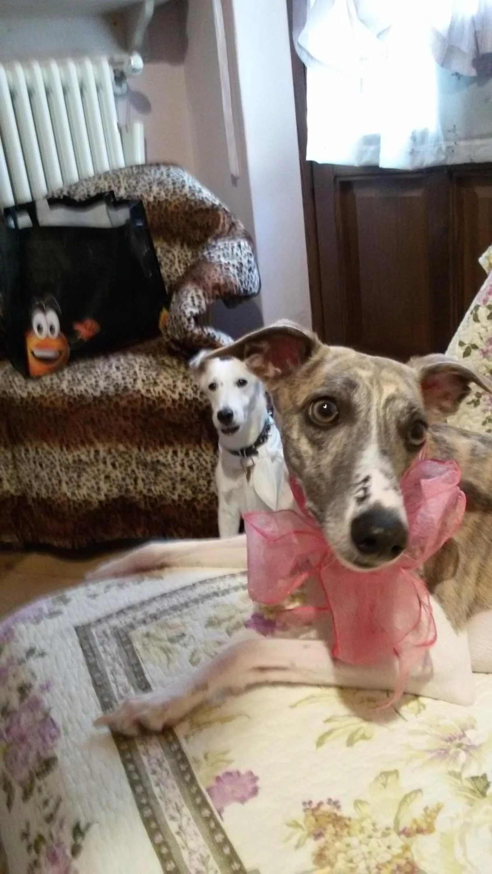 Pets in A Casa di Susi