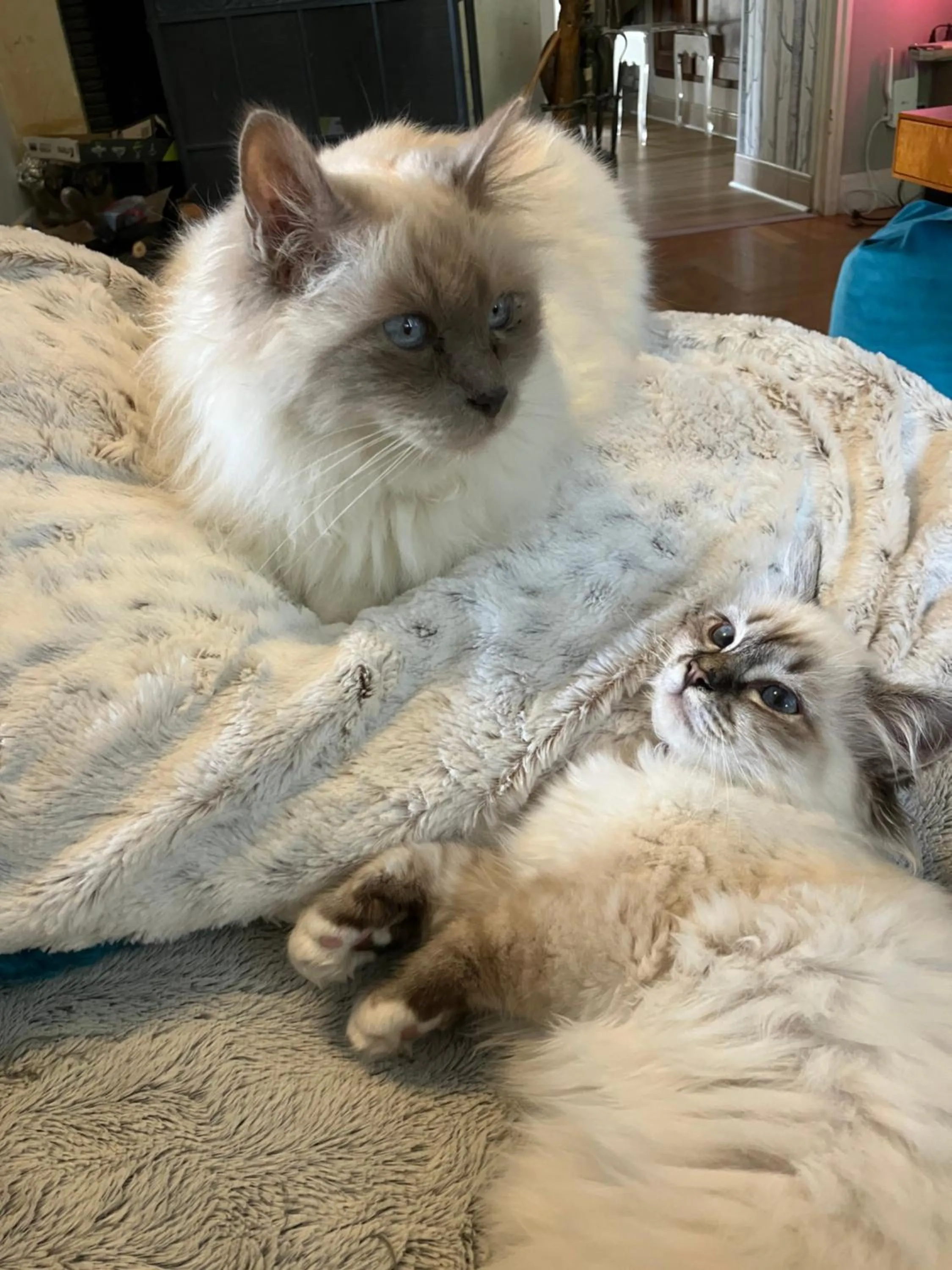 Les Colonnes De Chanteloup