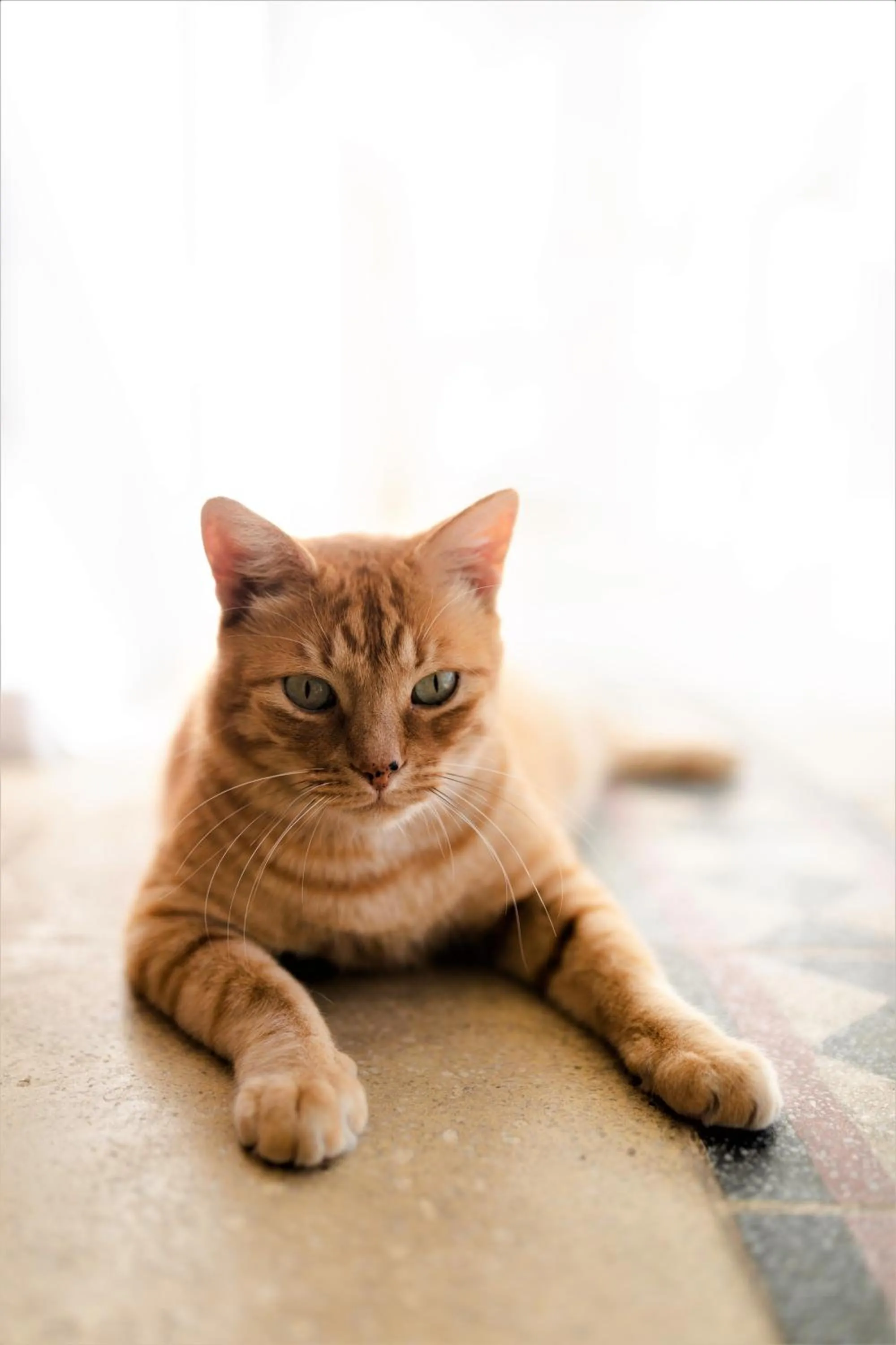 Animals in Cape Diem Lodge