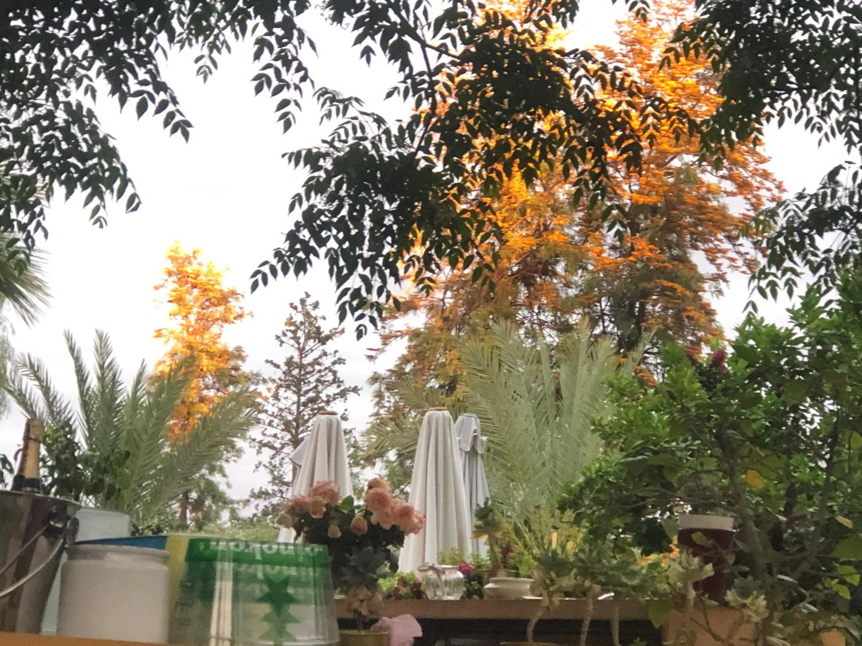 Garden in La Vie En Rose - Horses & Dogs House